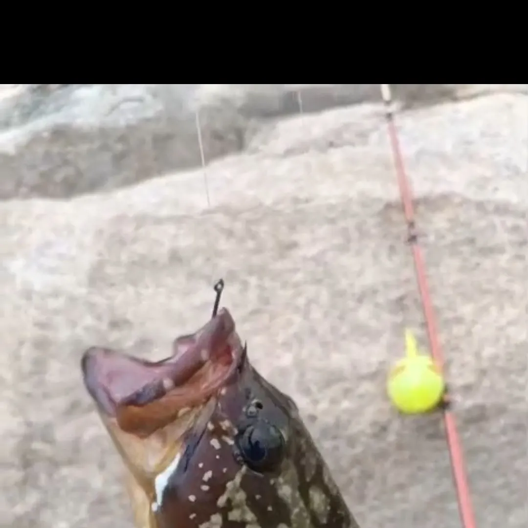Rock hind caught on Fishbrain