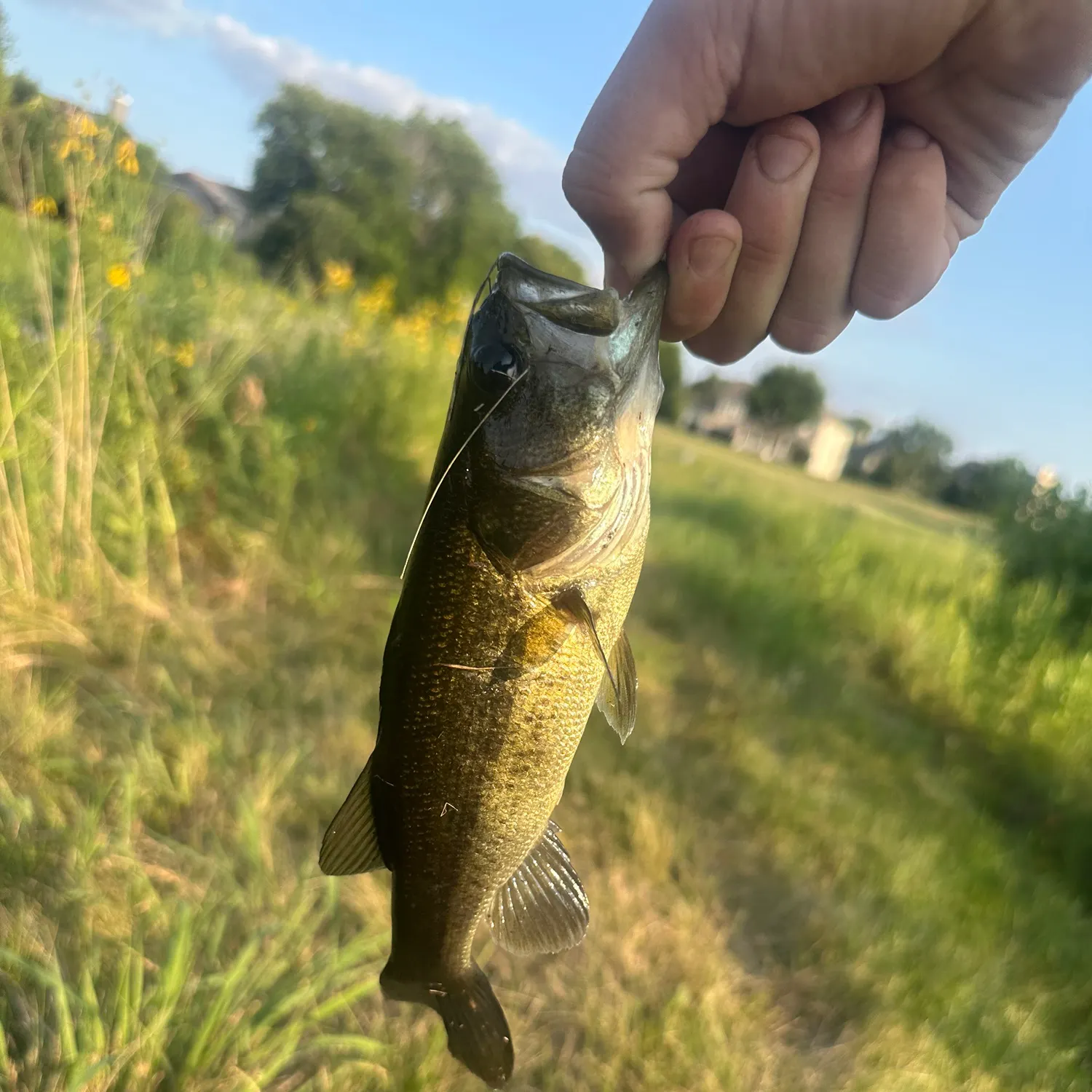 Largemouth bass caught on Fishbrain