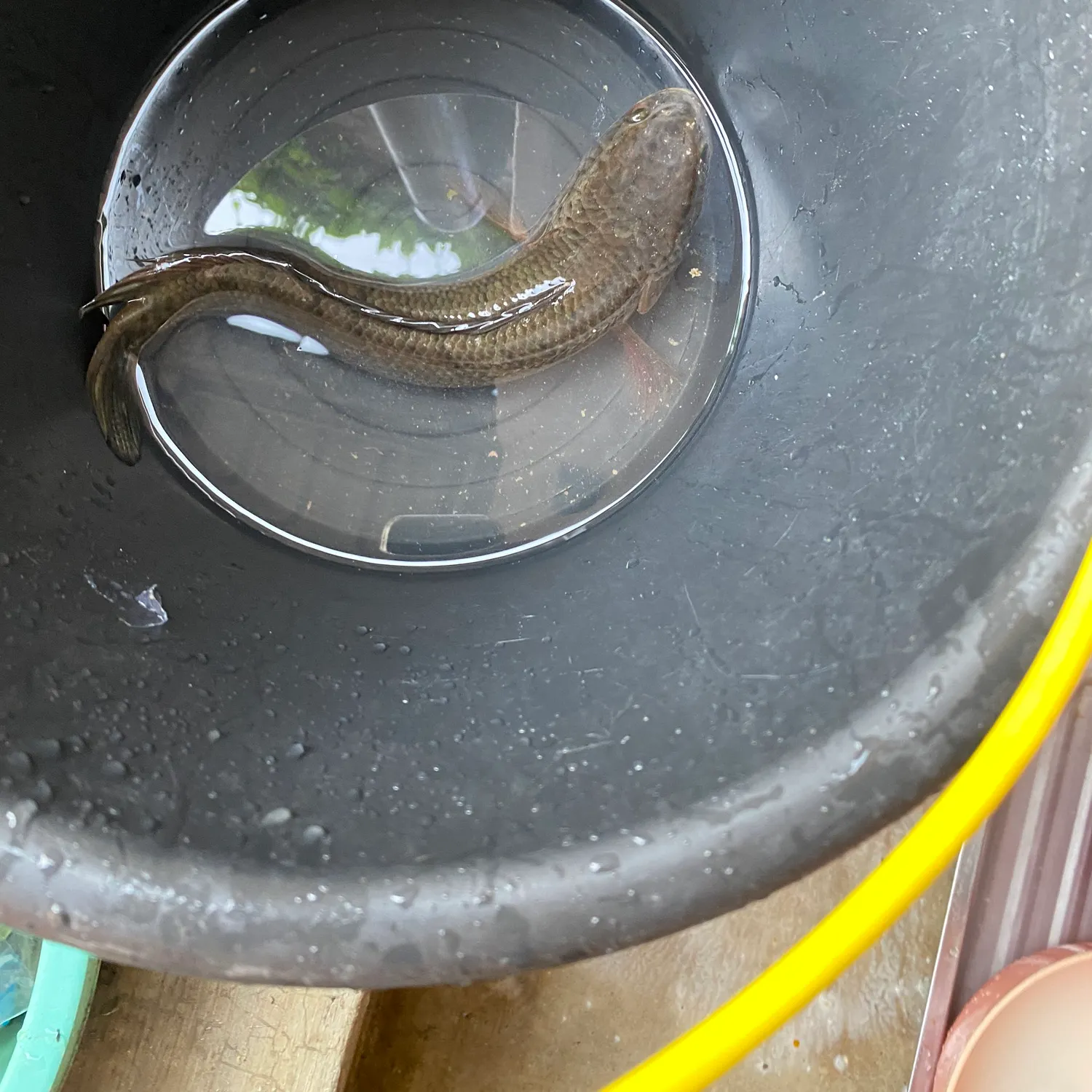 The most recent Striped snakehead catches on Fishbrain