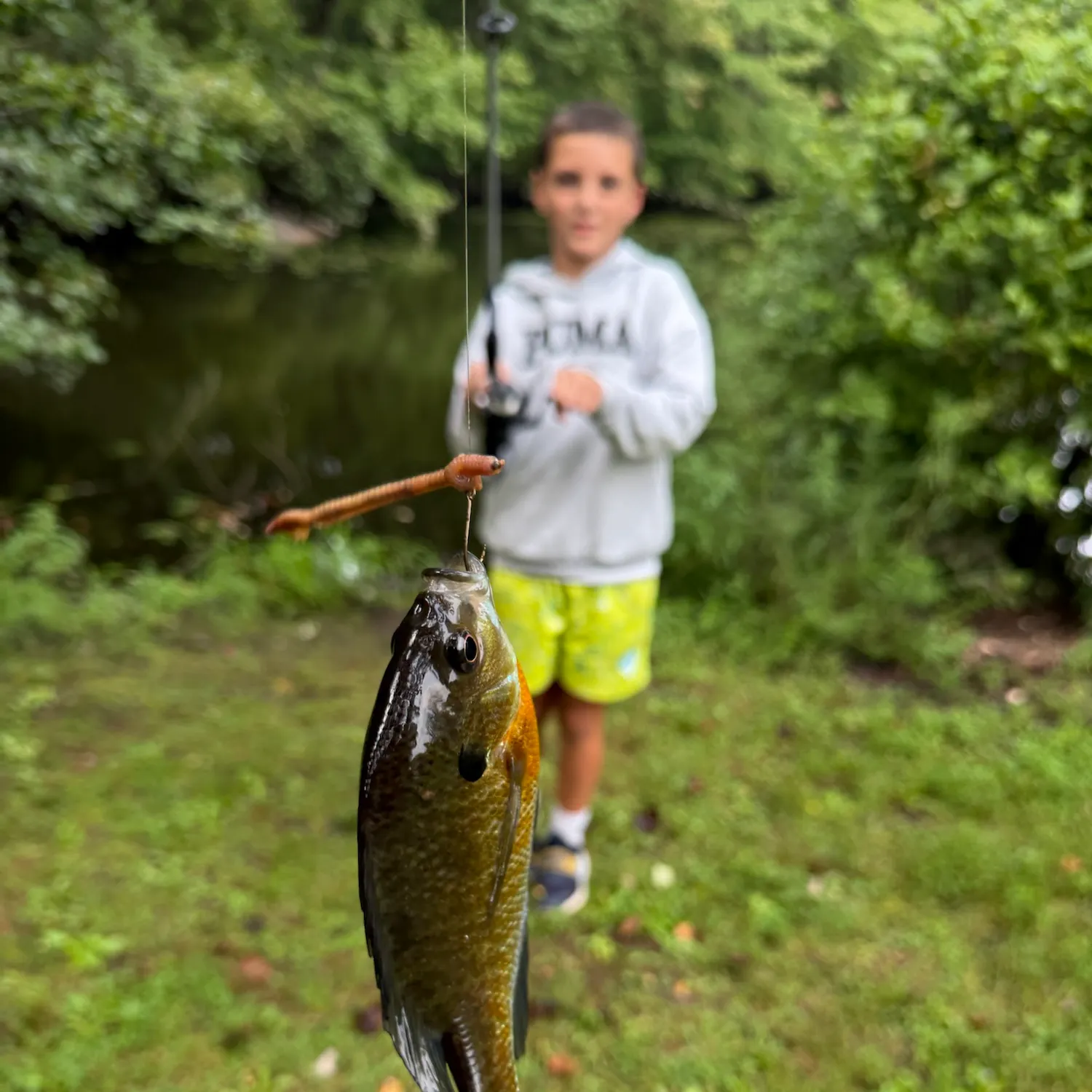 Bluegill caught on Fishbrain