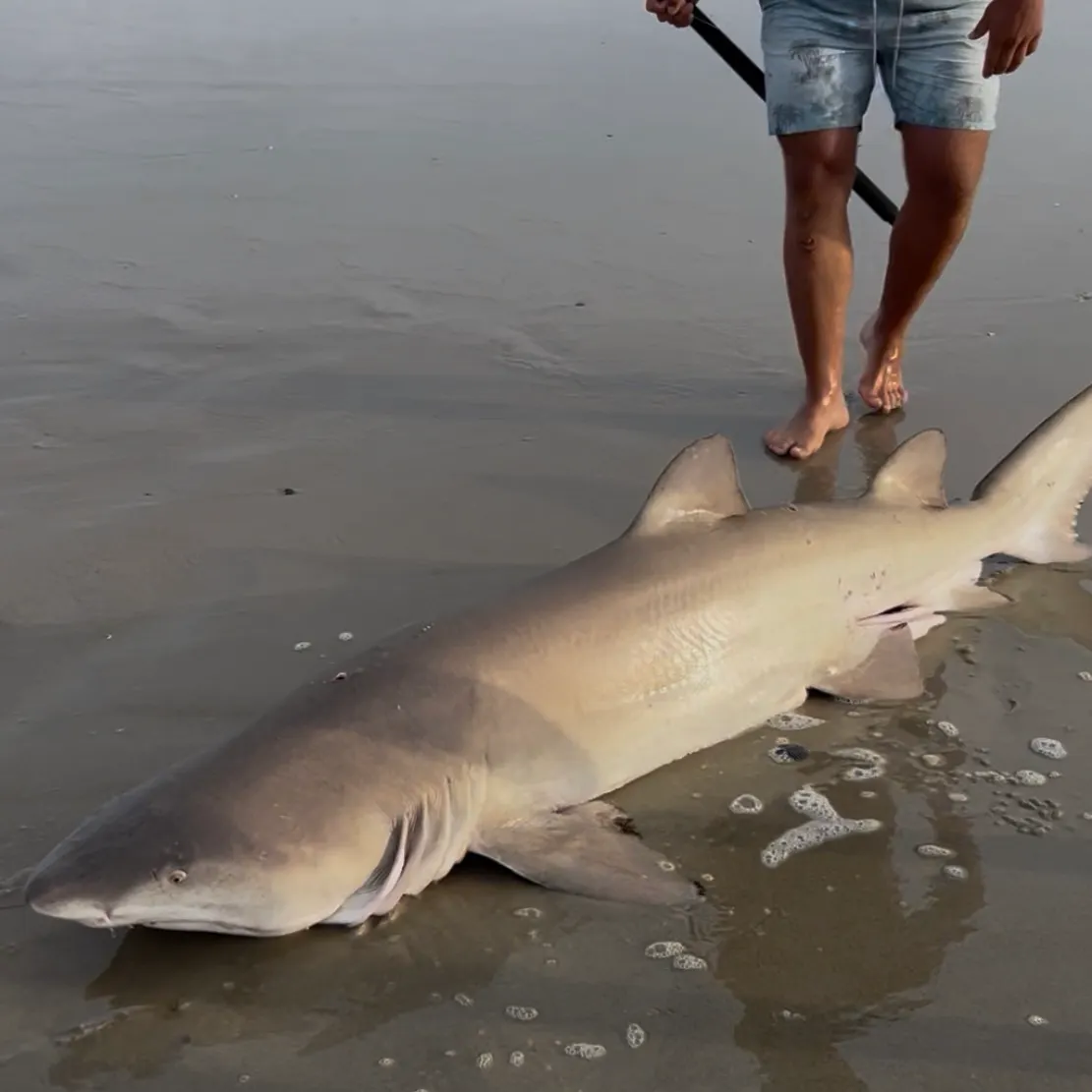 The most recent Sand tiger shark catches on Fishbrain