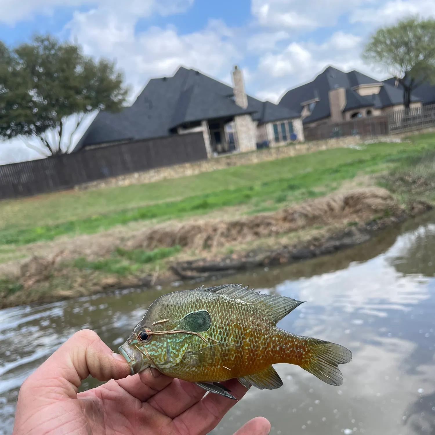 The most recent Longear sunfish catches on Fishbrain