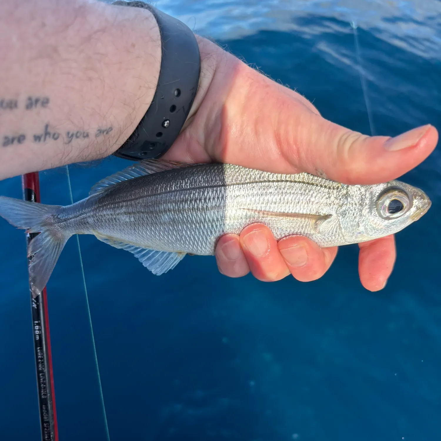 The most recent Bogue catches on Fishbrain