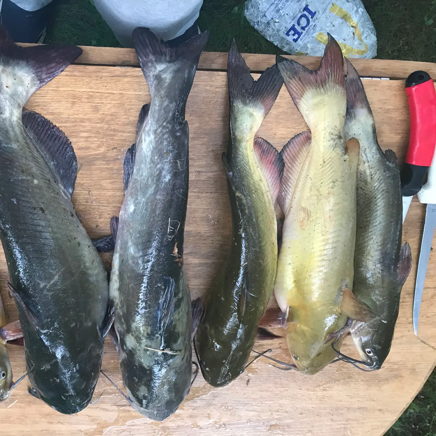 recently logged catches