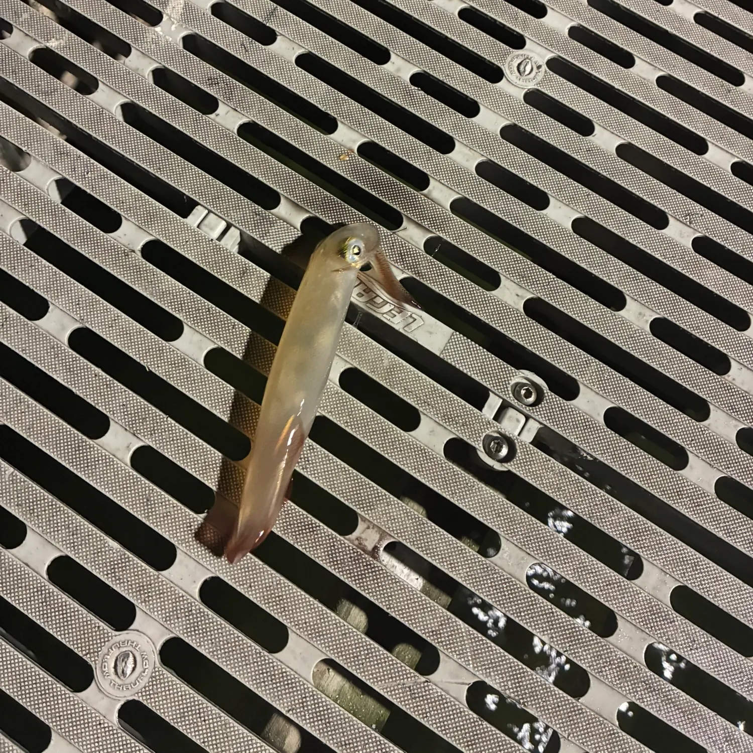 The most recent Longfin inshore squid catches on Fishbrain