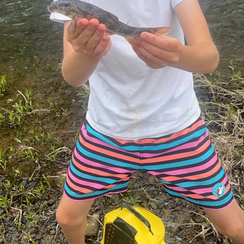The most recent Northern hogsucker catches on Fishbrain