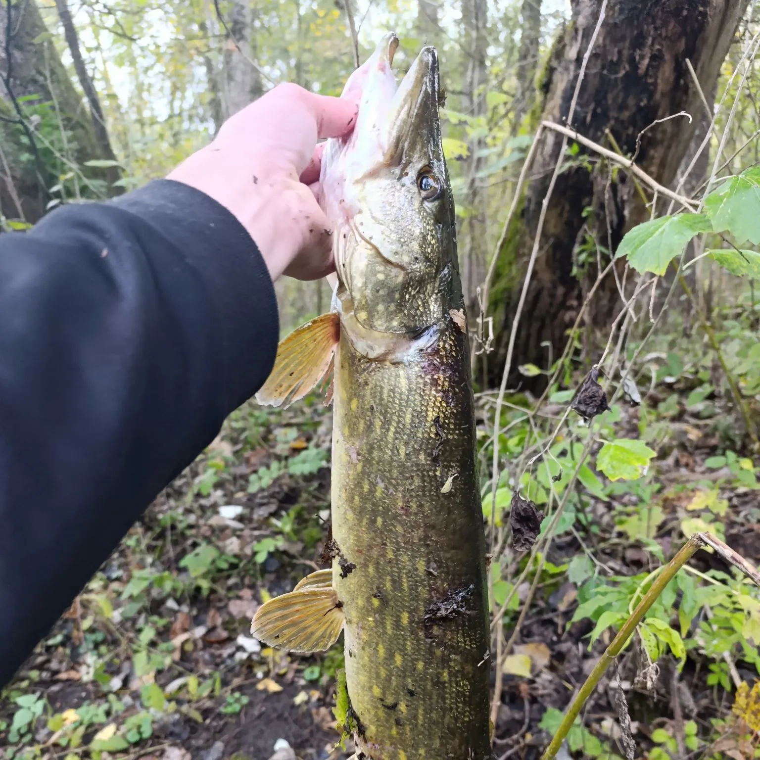 Northern pike caught on Fishbrain