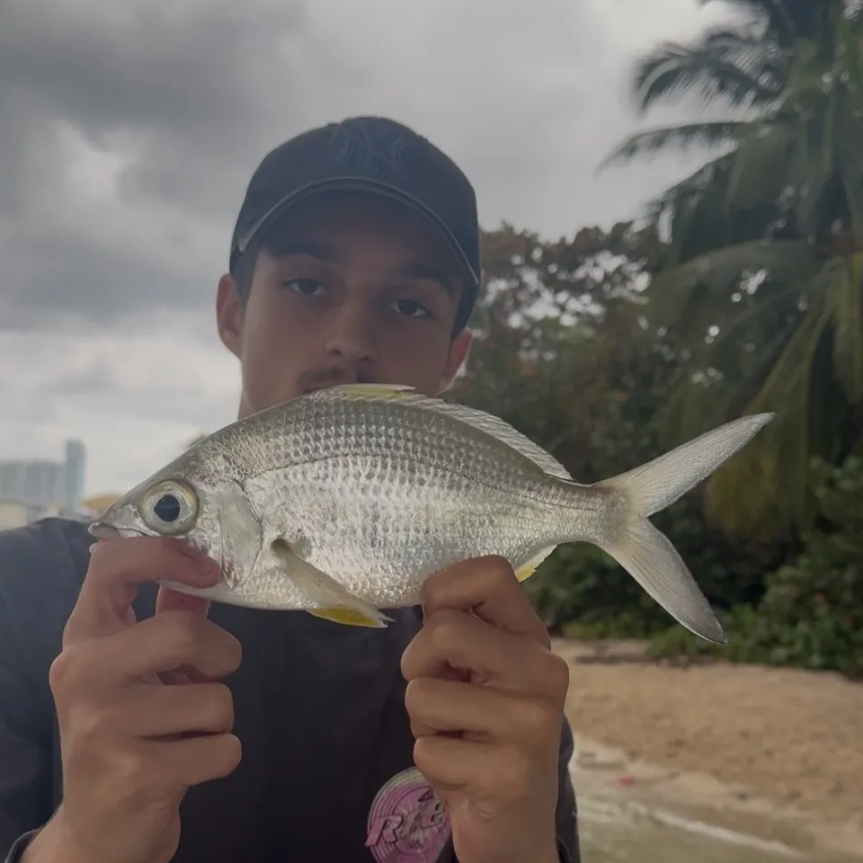 The most recent Yellowfin mojarra catches on Fishbrain