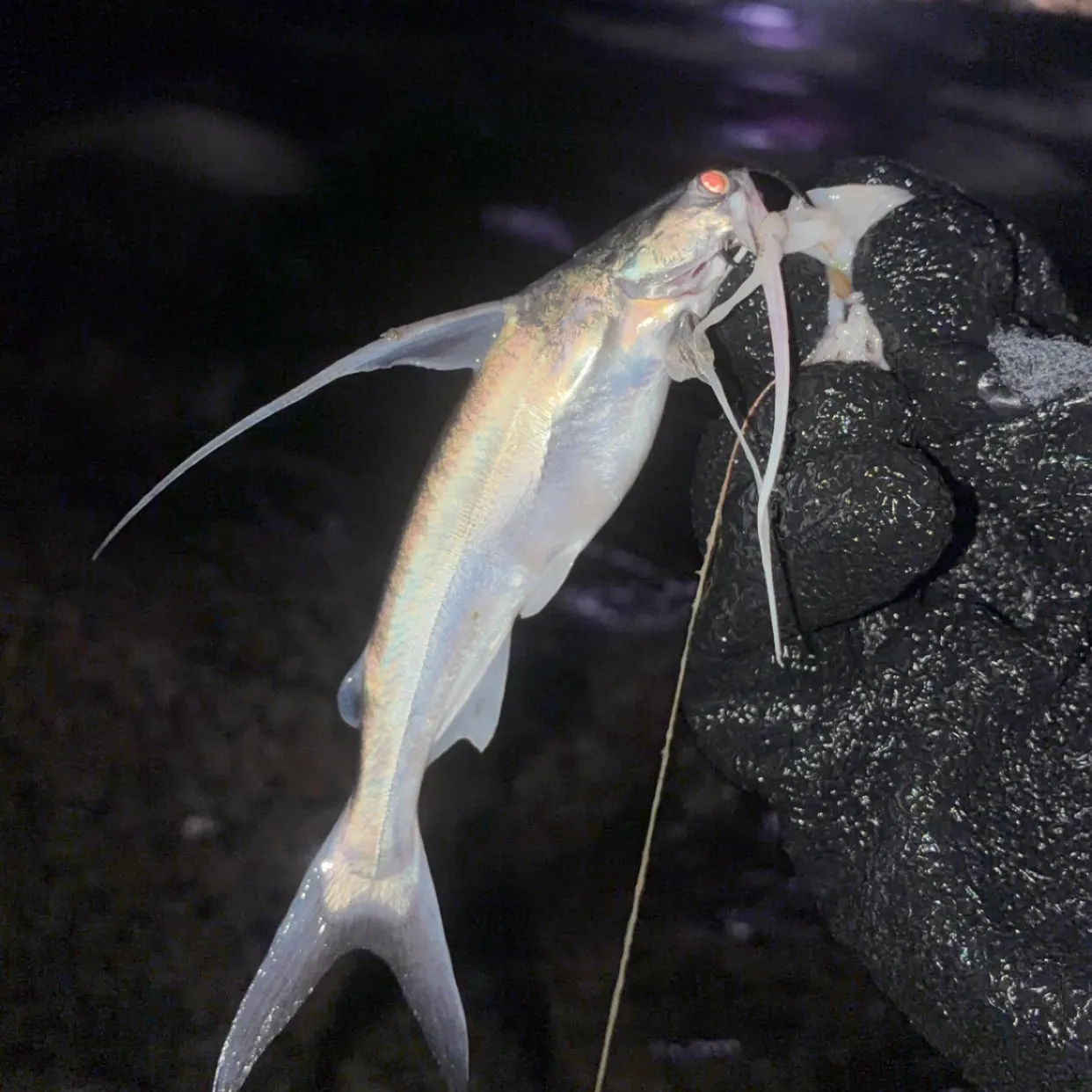Gafftopsail sea catfish caught on Fishbrain