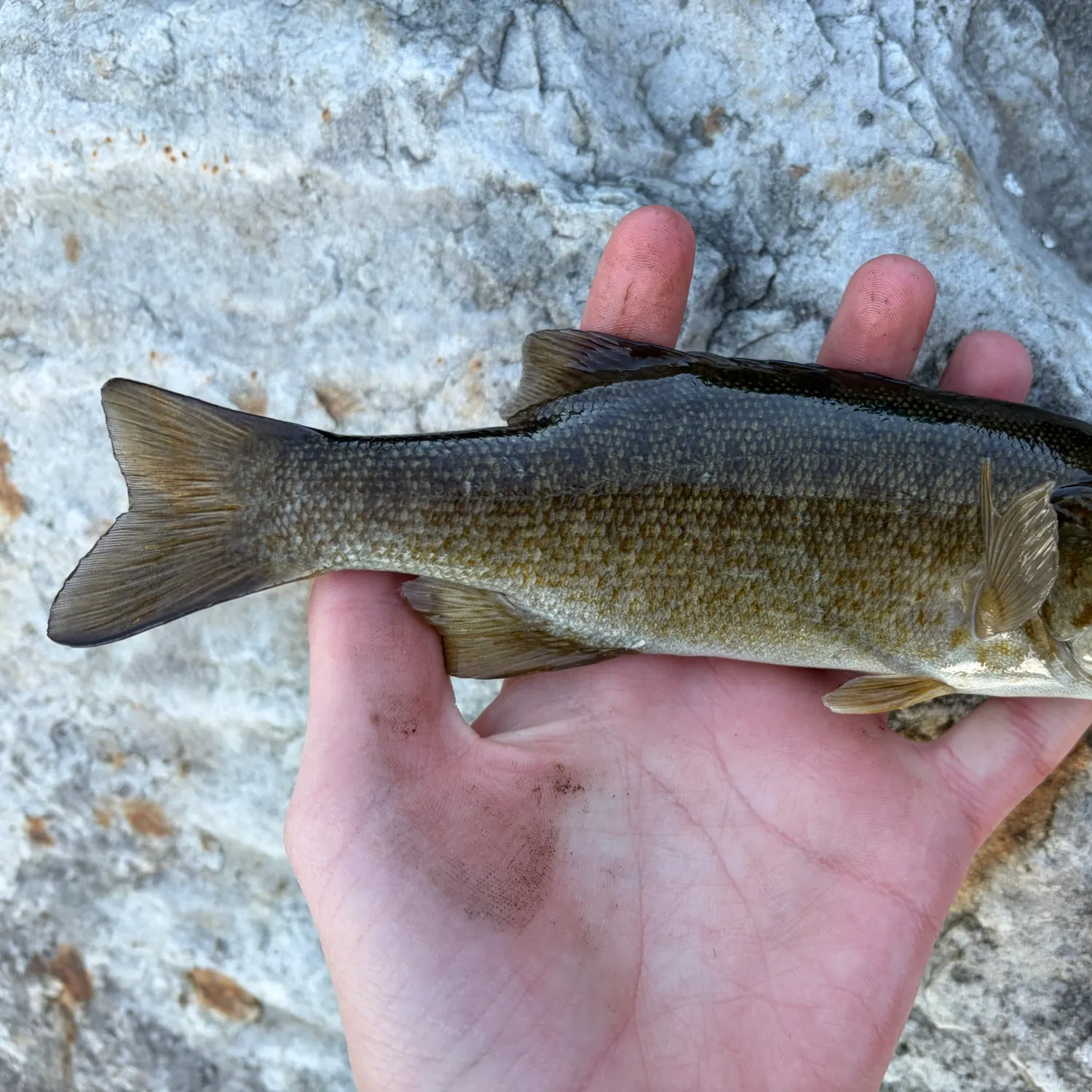Smallmouth bass caught on Fishbrain