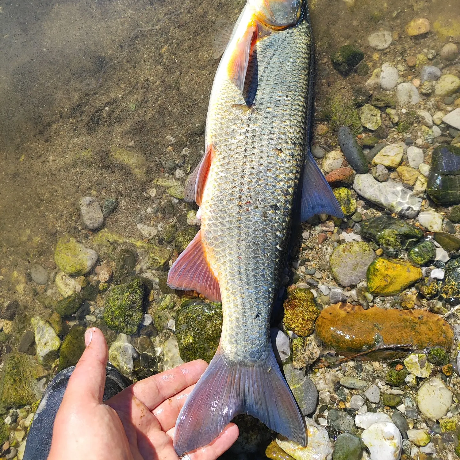 The most recent Common nase catches on Fishbrain