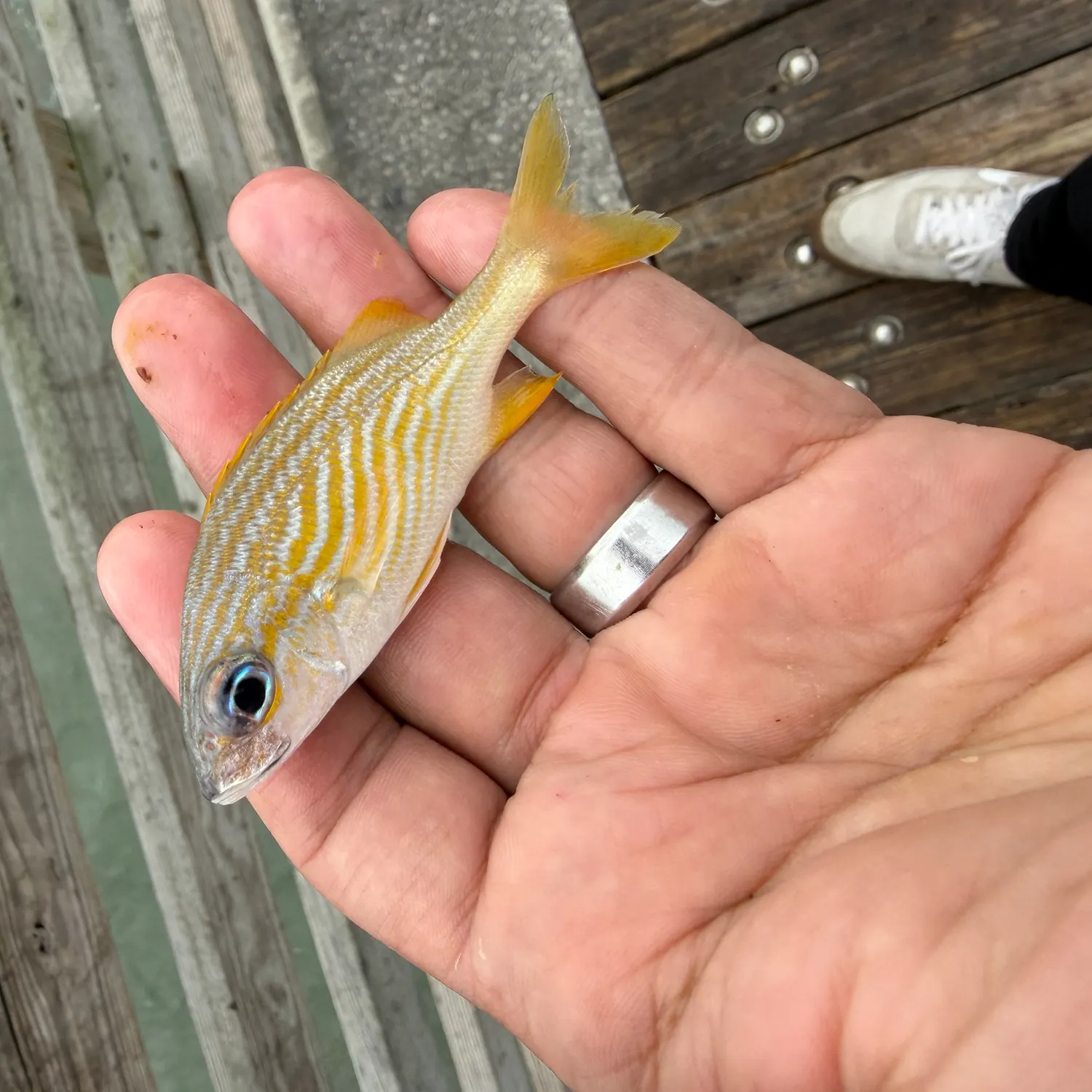 French grunt caught on Fishbrain
