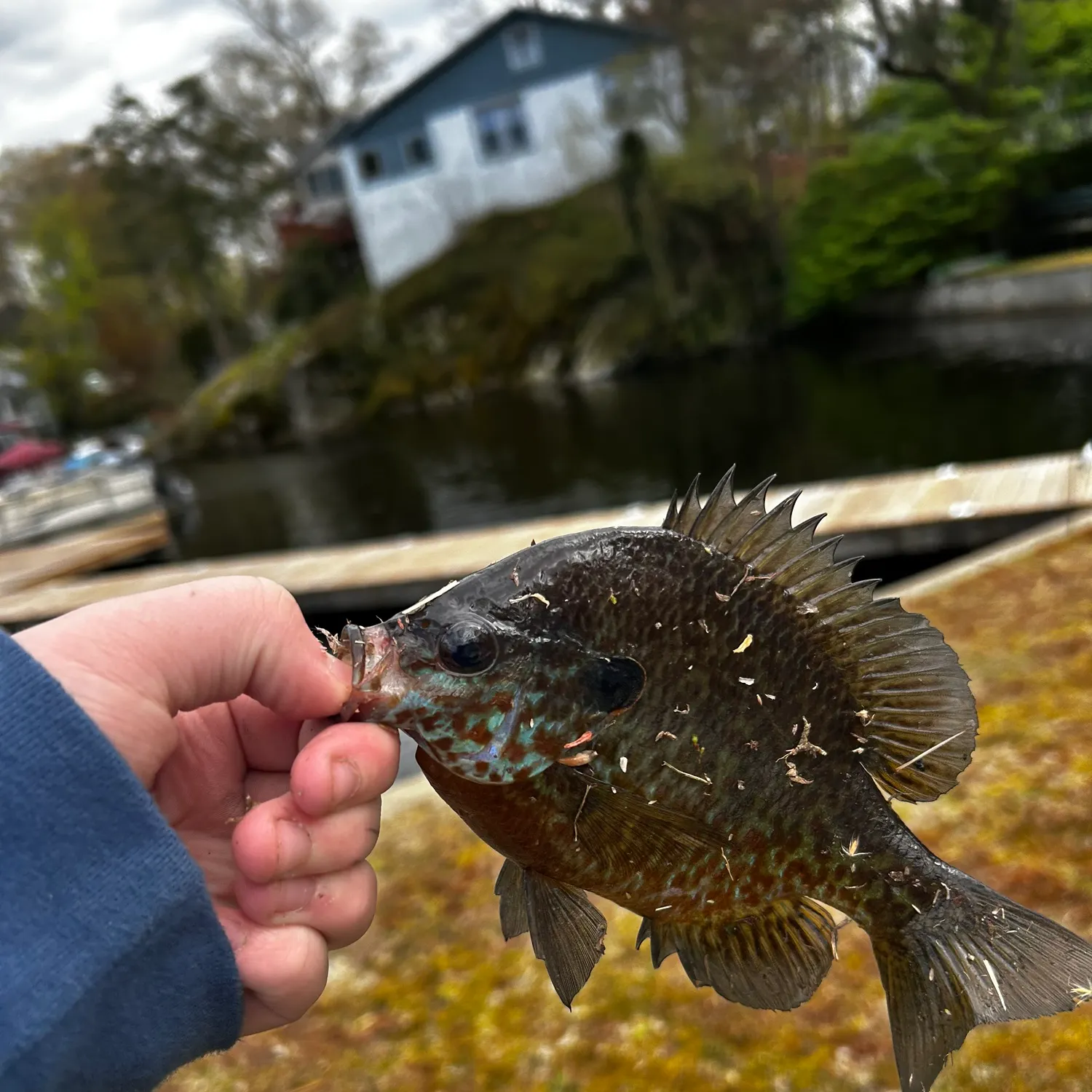 The most recent Redbreast sunfish catches on Fishbrain