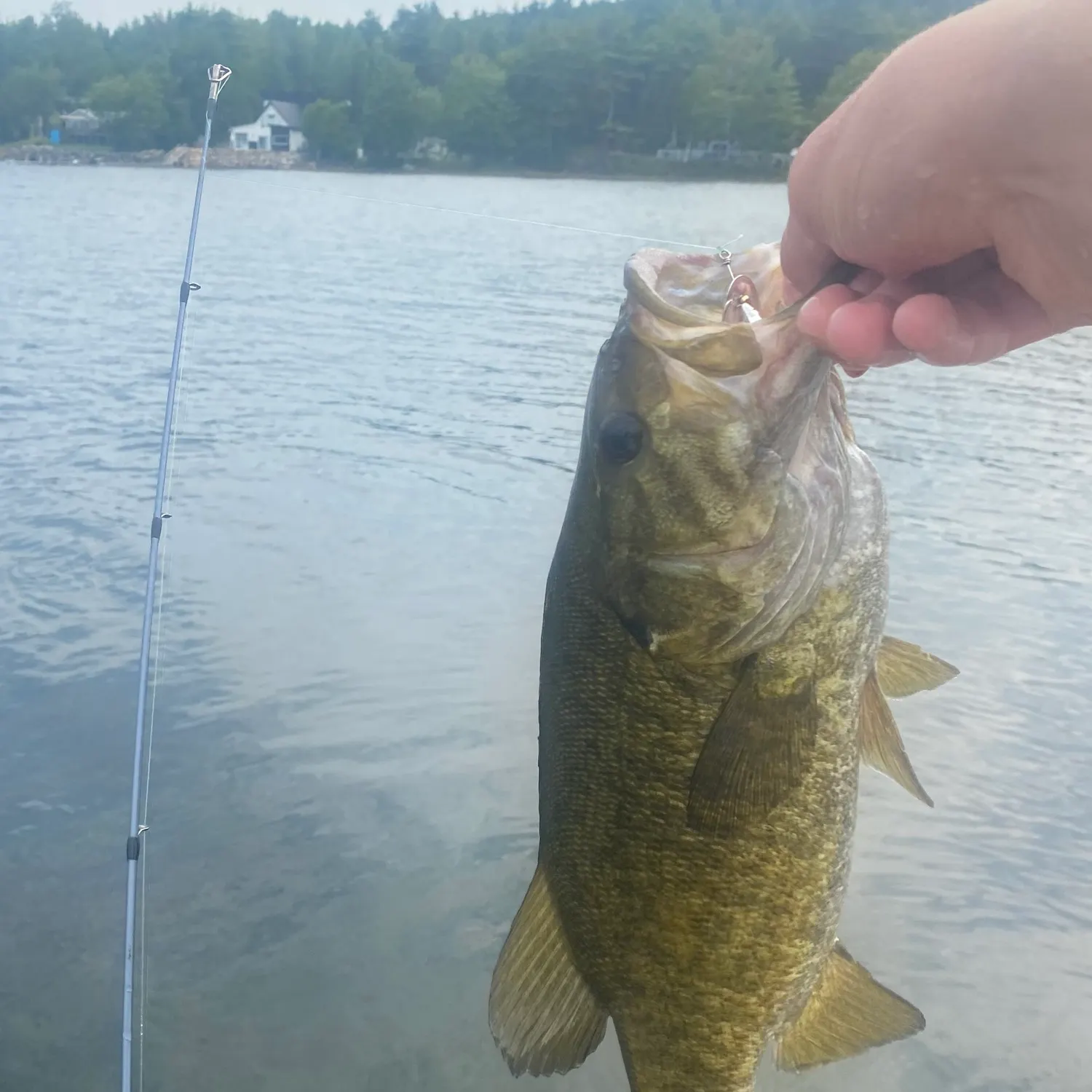 Smallmouth bass caught on Fishbrain