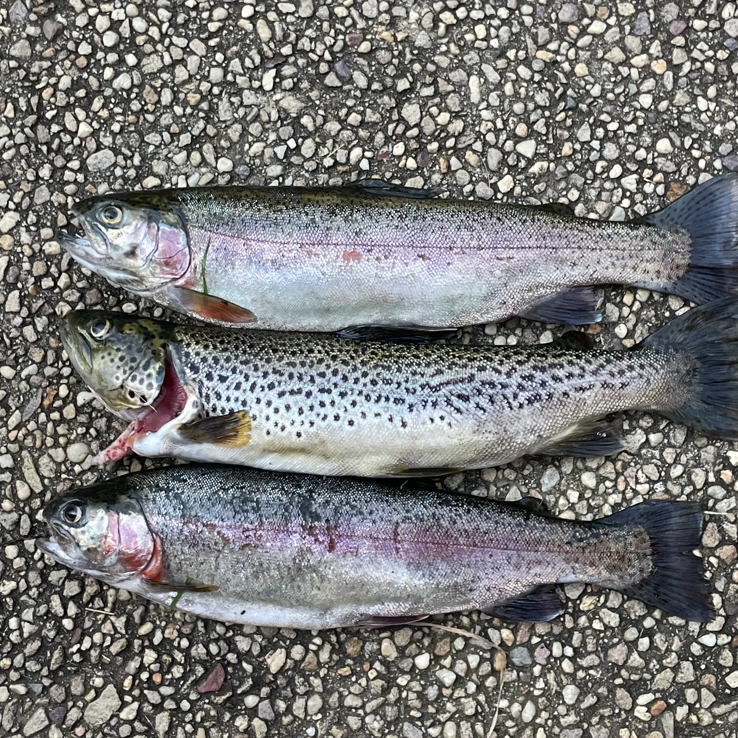 recently logged catches