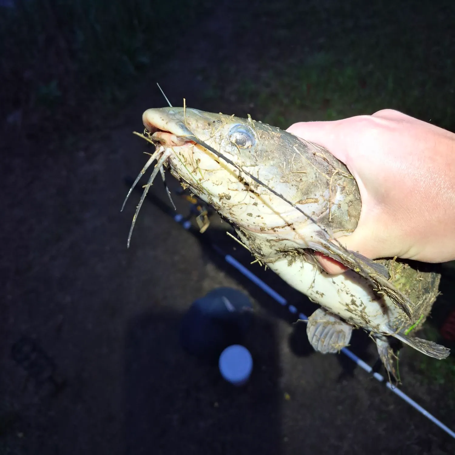 Channel catfish caught on Fishbrain