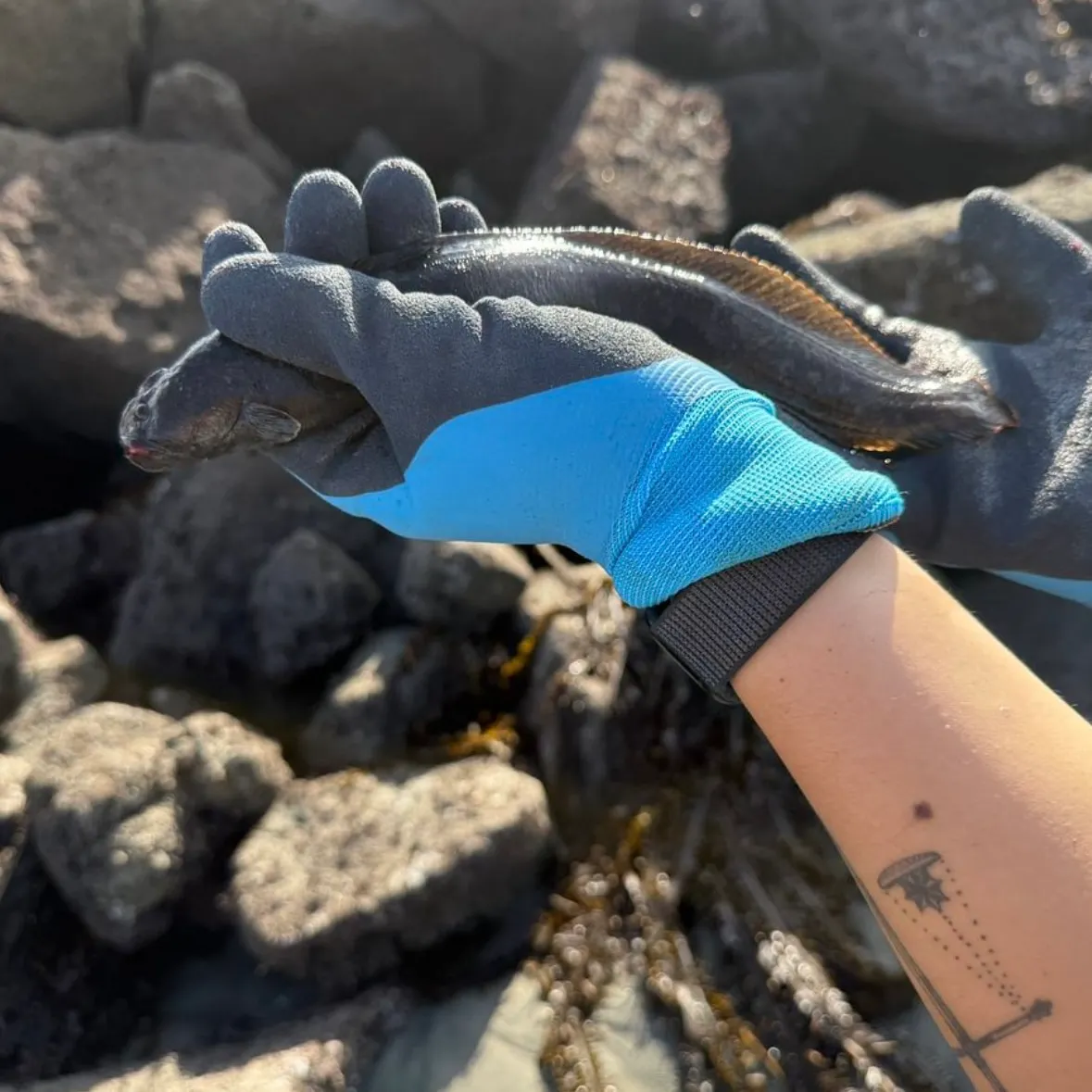 The most recent Monkeyface prickleback catches on Fishbrain