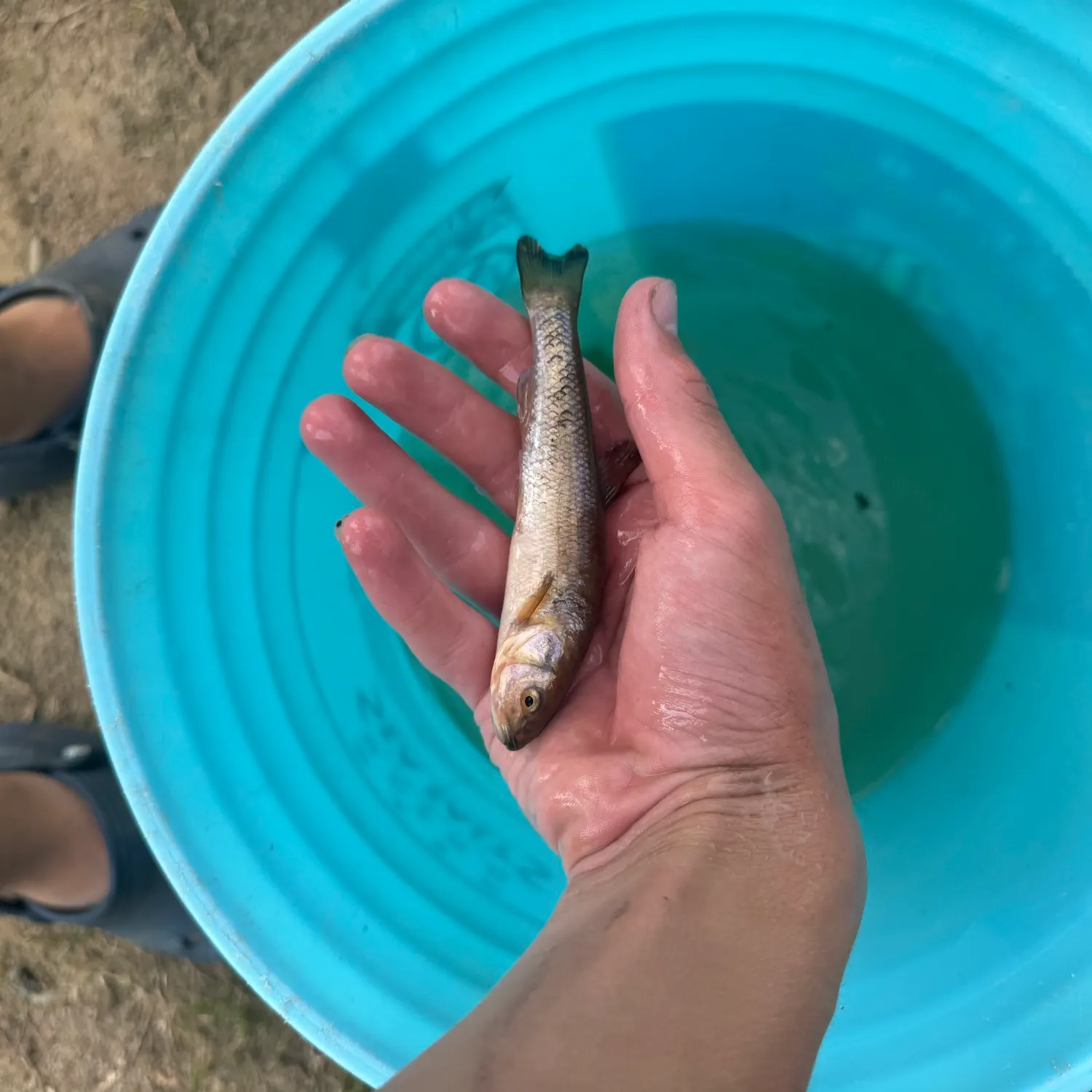 Creek chub caught on Fishbrain