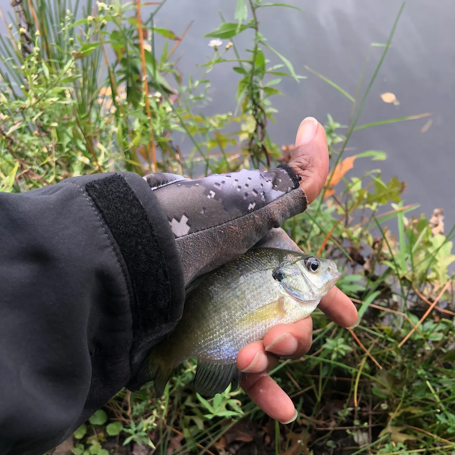Bluegill caught on Fishbrain