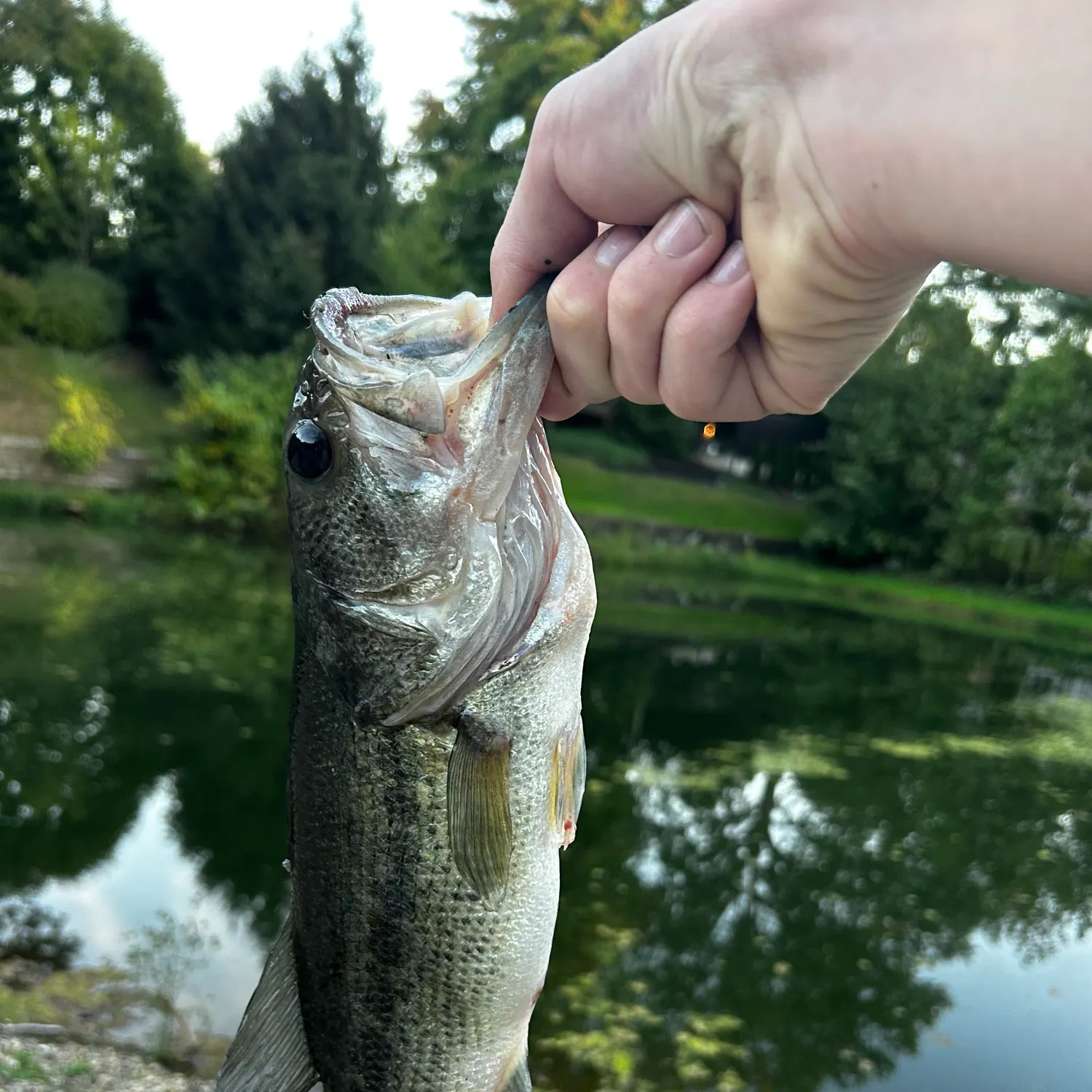 Fish caught on Fishbrain