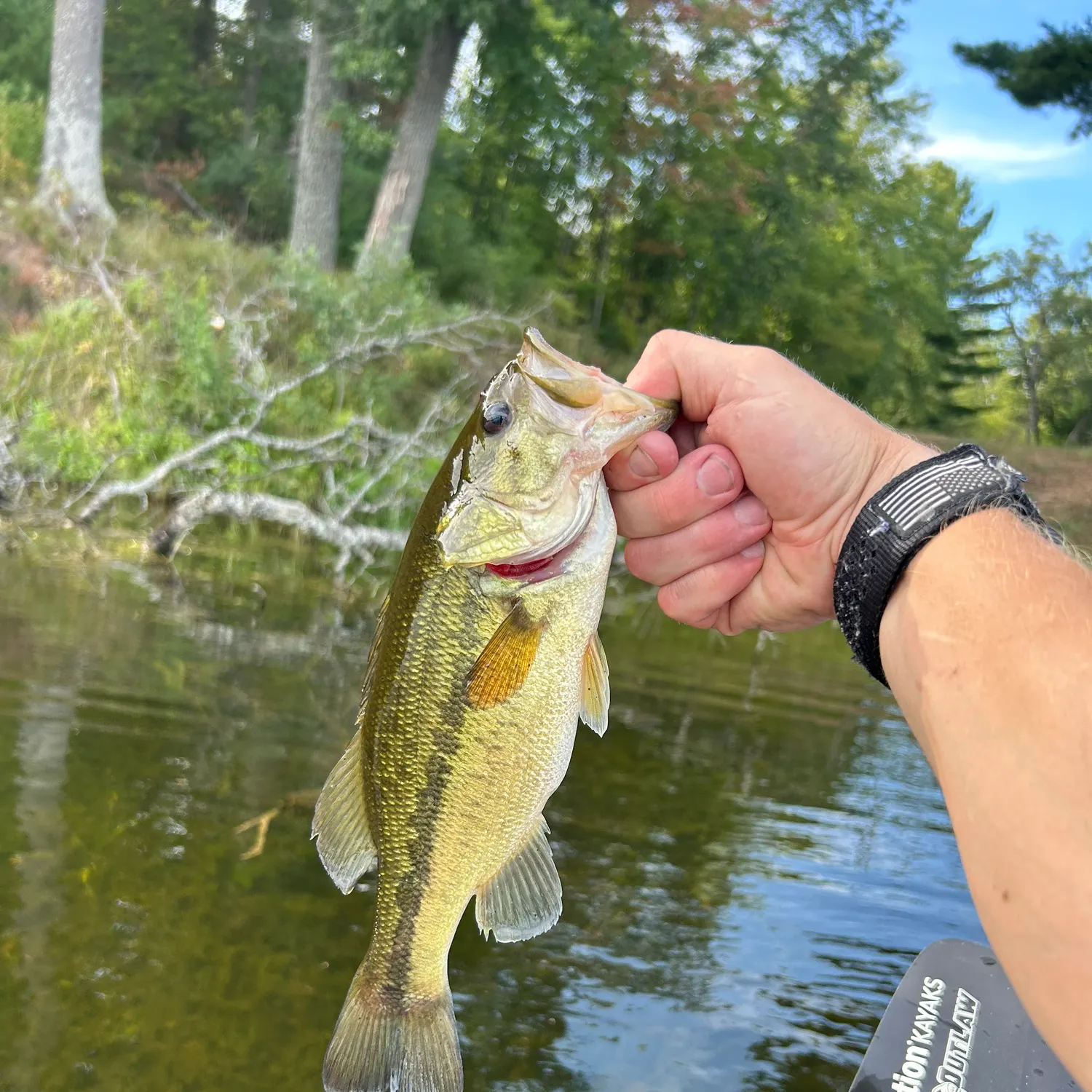 Largemouth bass caught on Fishbrain