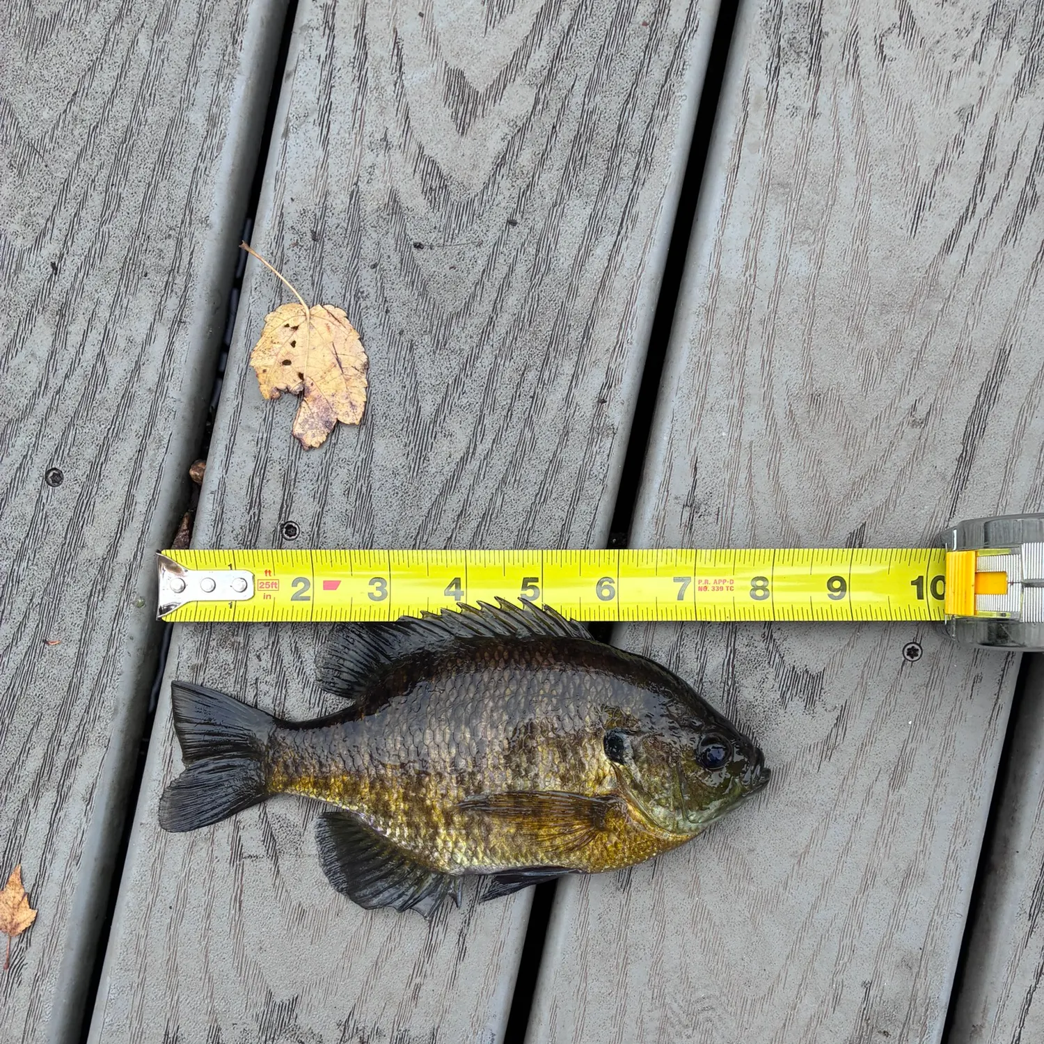 Bluegill caught on Fishbrain