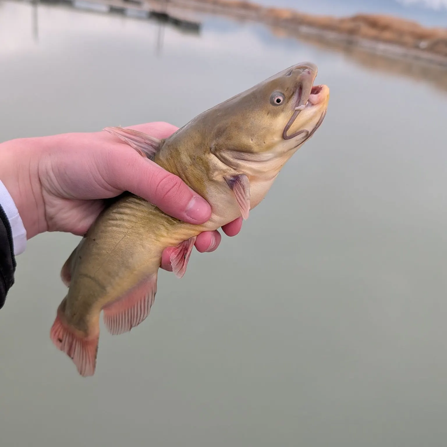 The most recent Black bullhead catches on Fishbrain