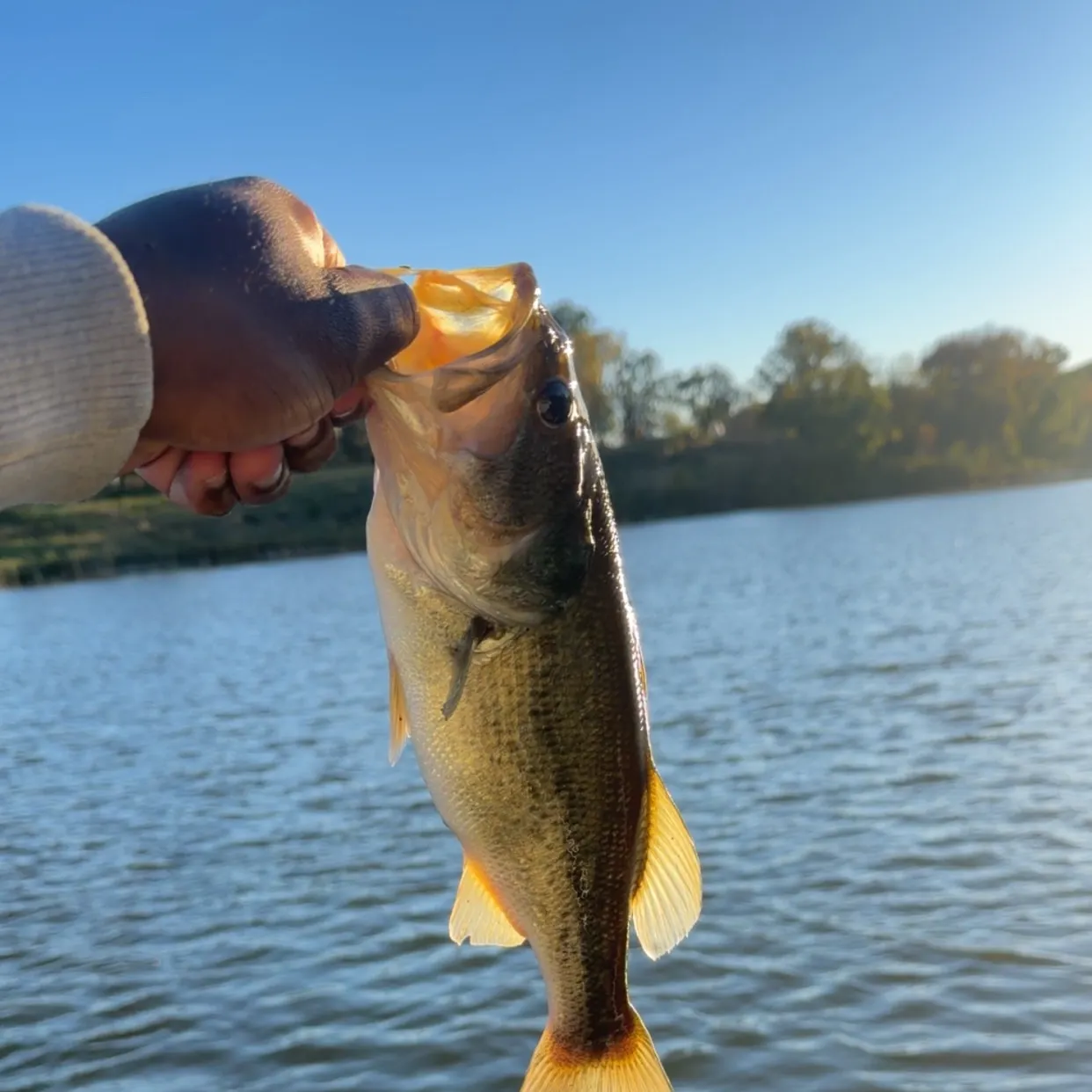 Largemouth bass caught on Fishbrain