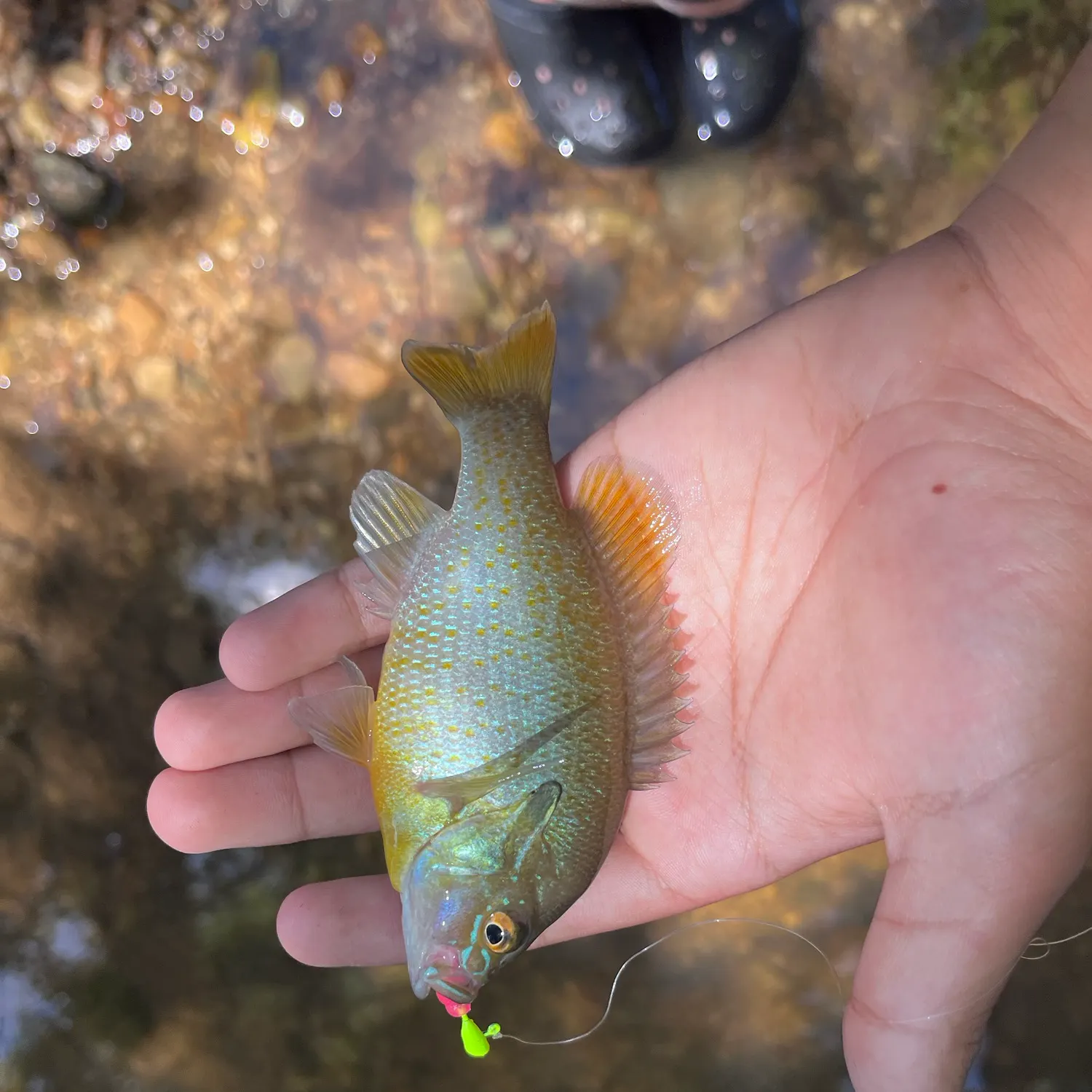 Redbreast sunfish caught on Fishbrain