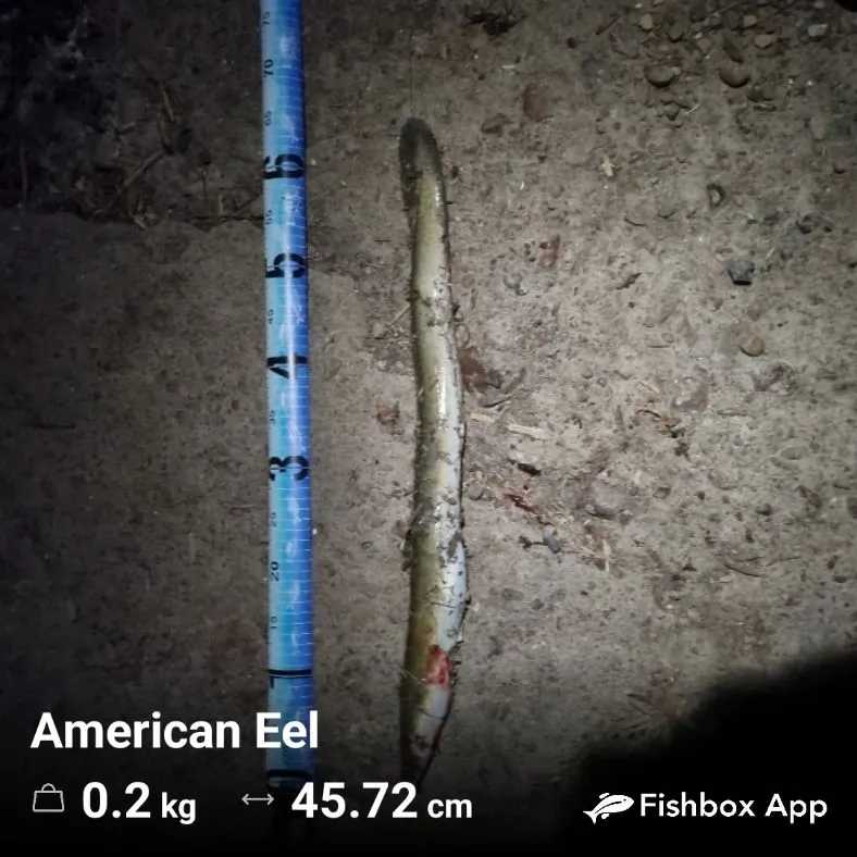 American eel caught on Fishbrain