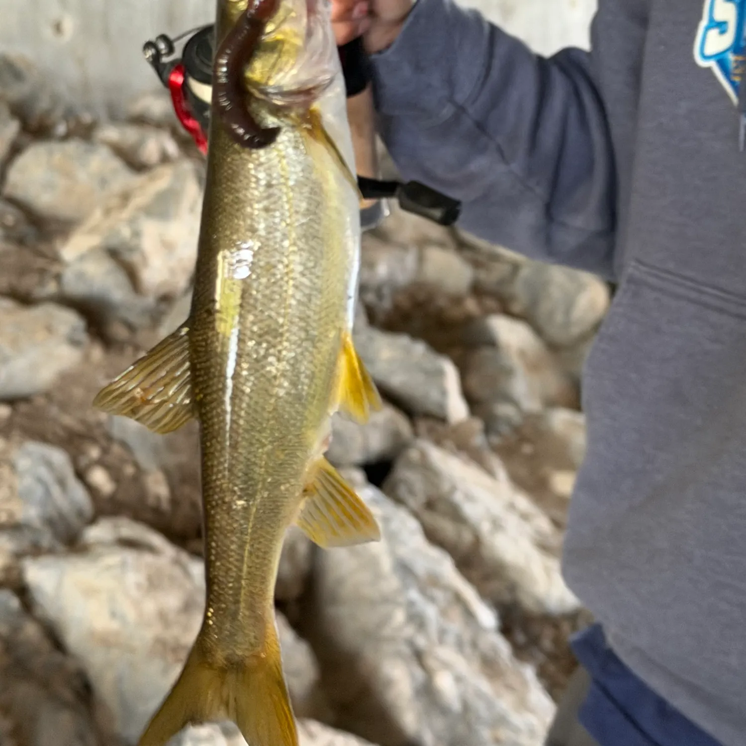 Chiselmouth caught on Fishbrain