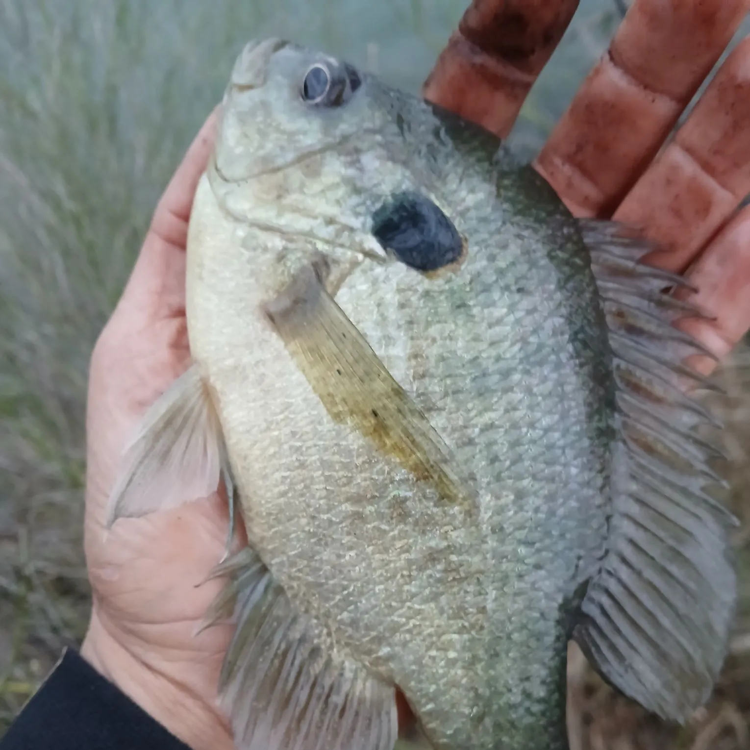 The most recent Redear sunfish catches on Fishbrain