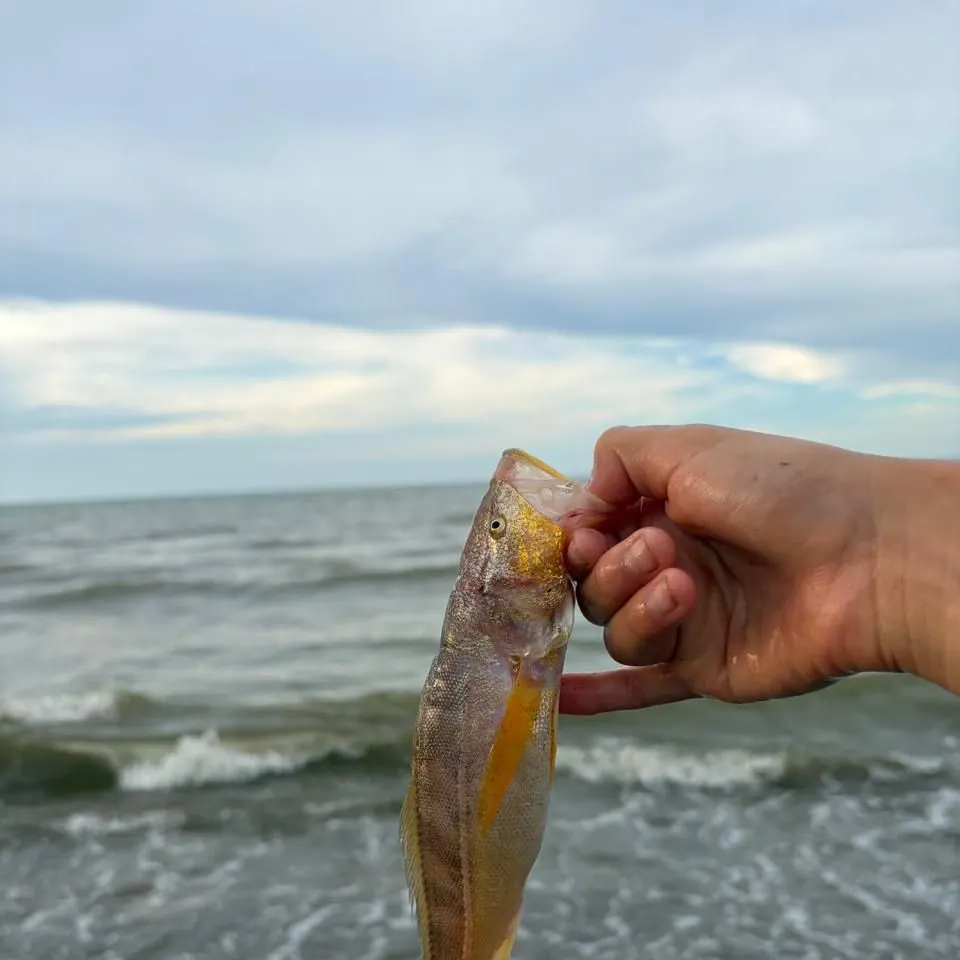 The most recent Green weakfish catches on Fishbrain