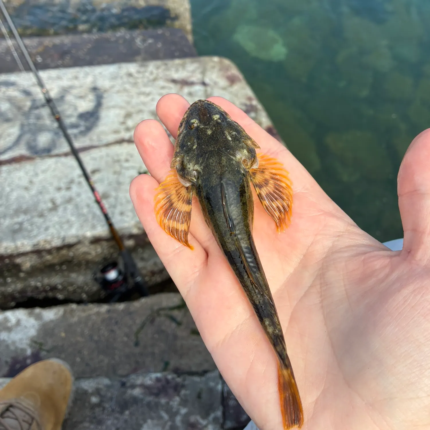 Pacific staghorn sculpin caught on Fishbrain