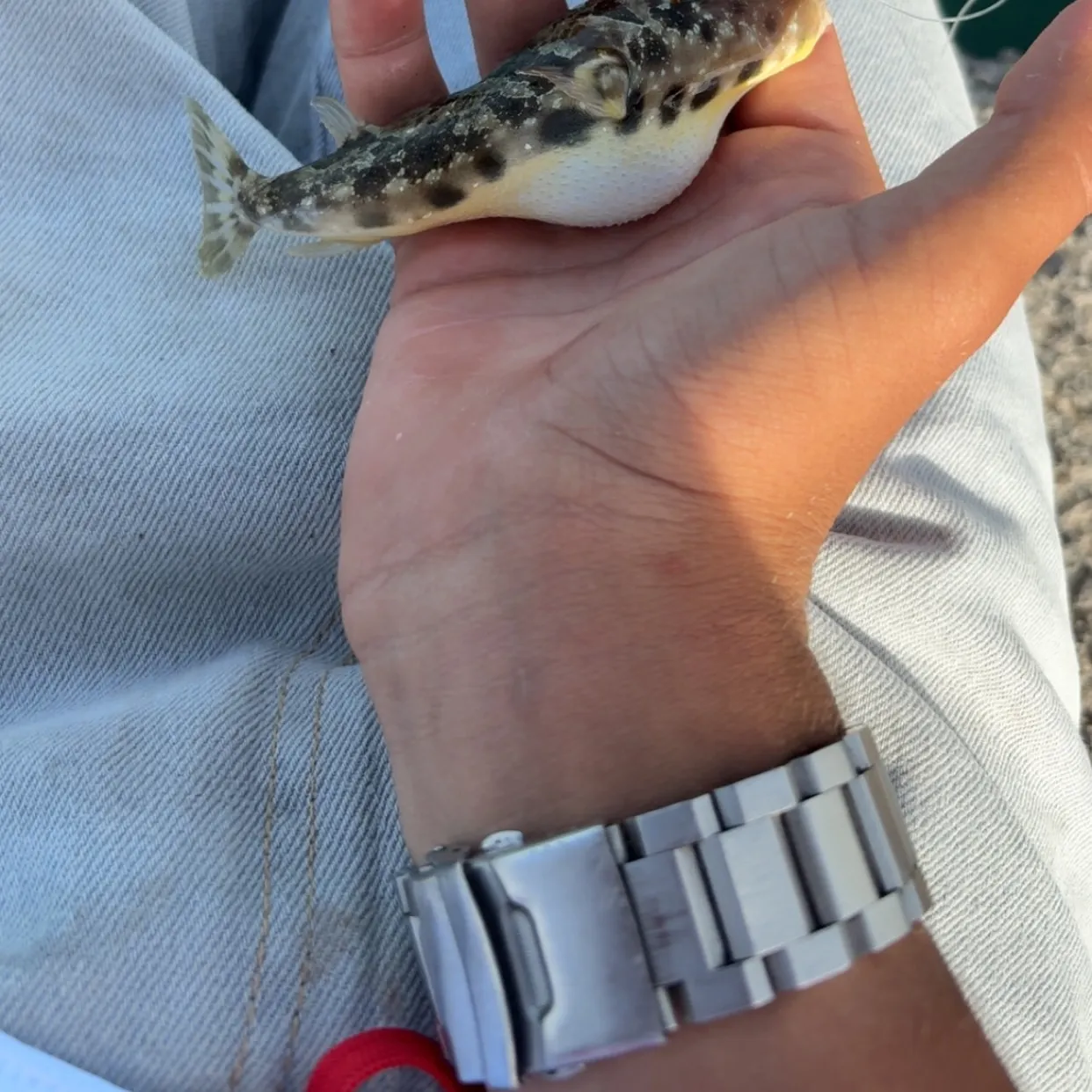 The most recent Milkspotted puffer catches on Fishbrain