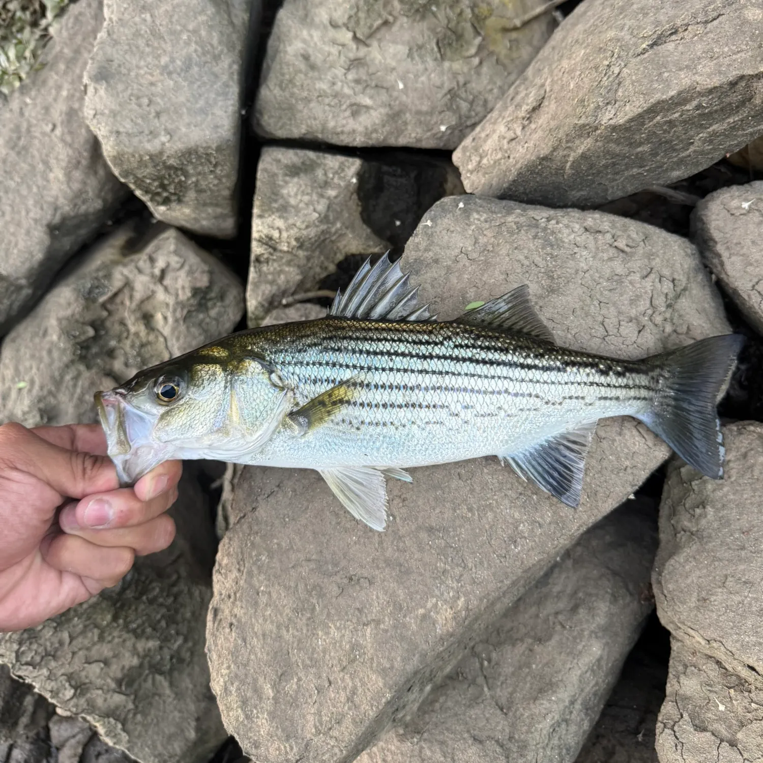 Striped bass caught on Fishbrain