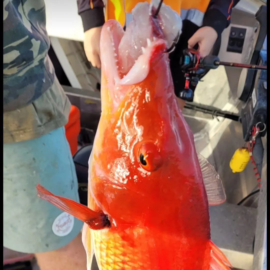 The most popular recent Red pigfish catch on Fishbrain