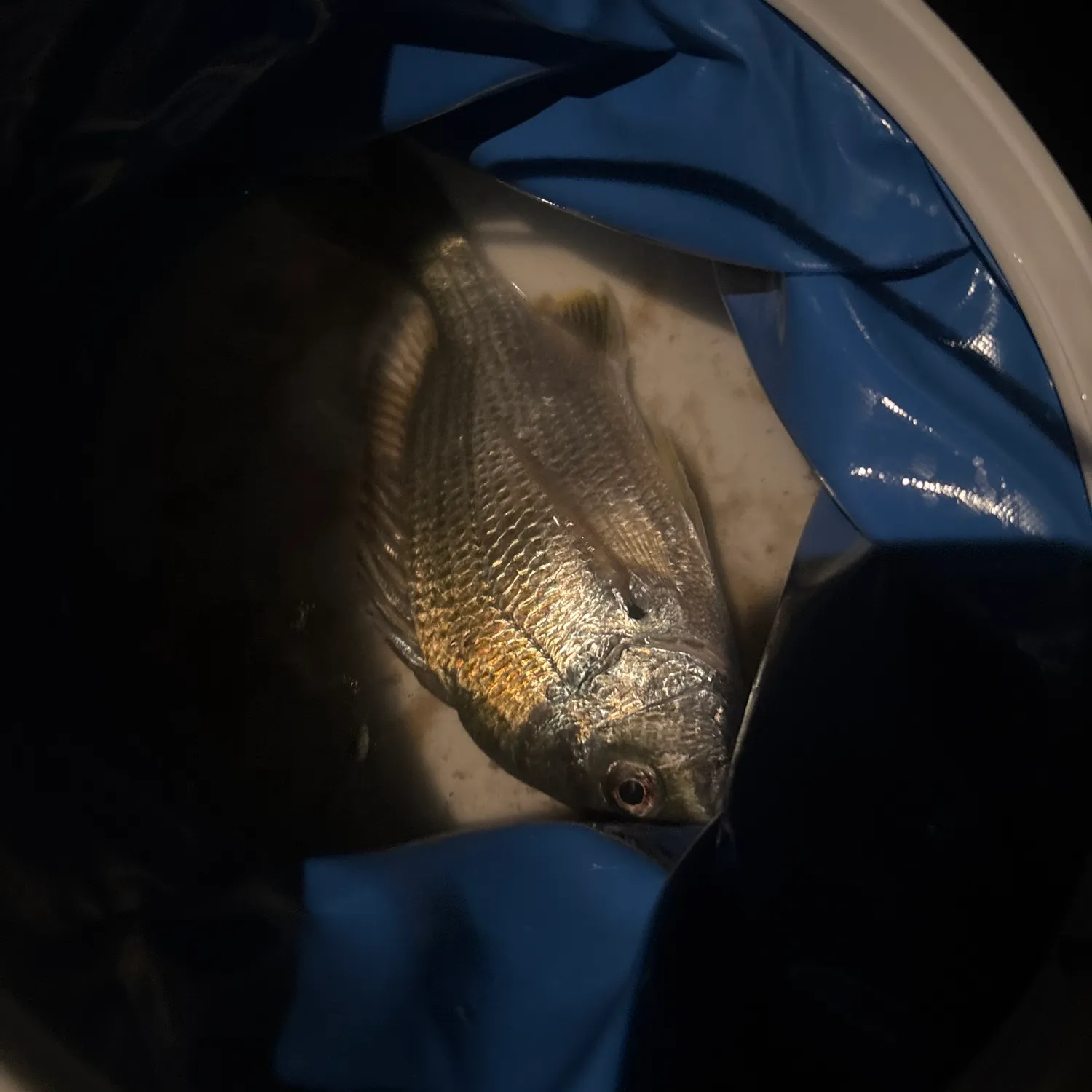 Surf bream caught on Fishbrain