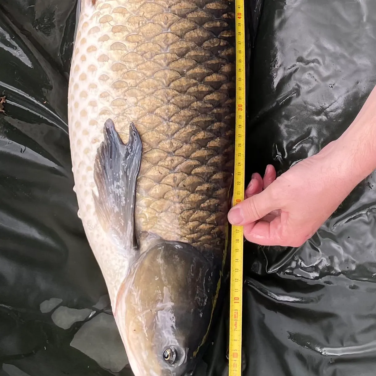 The most recent Grass carp catches on Fishbrain