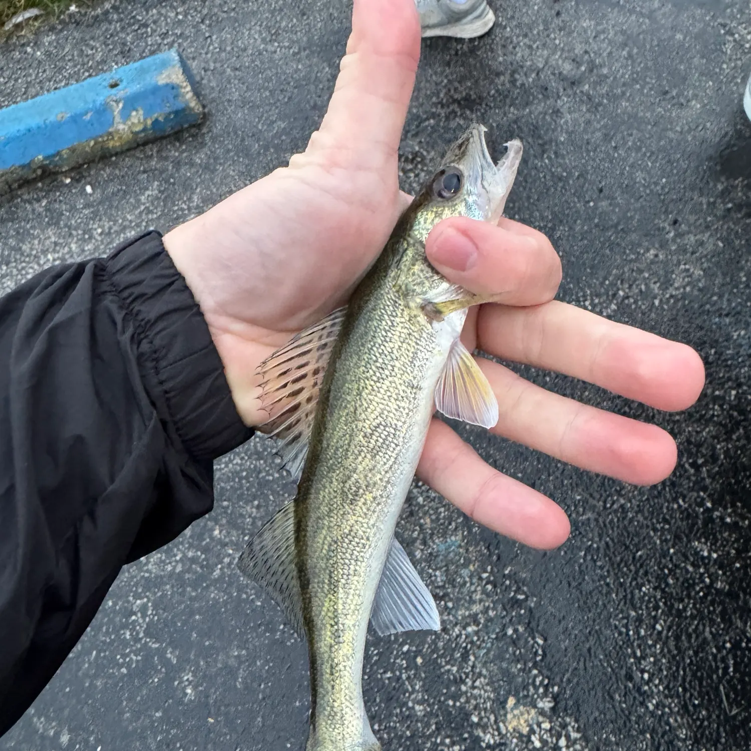 Walleye caught on Fishbrain