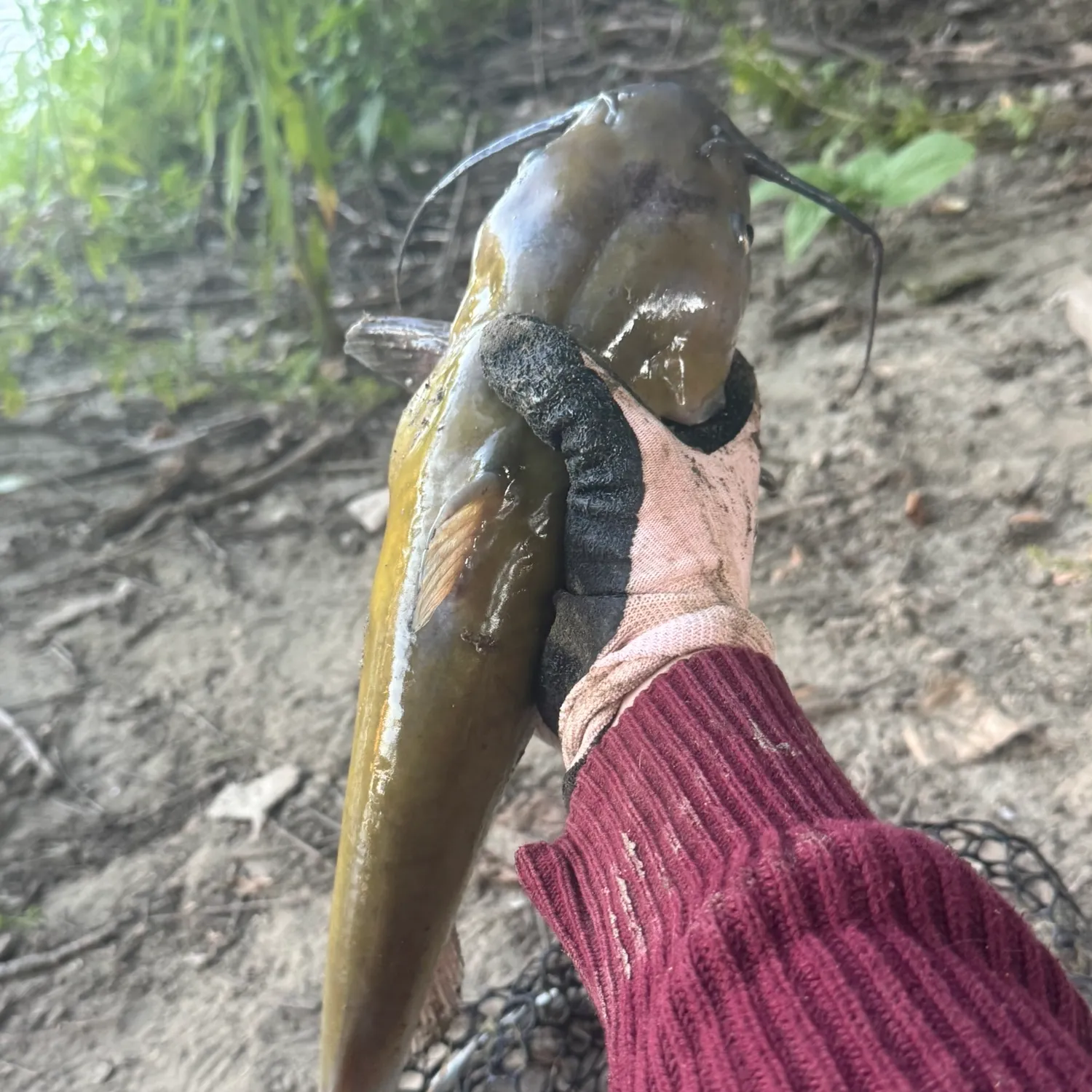 catch