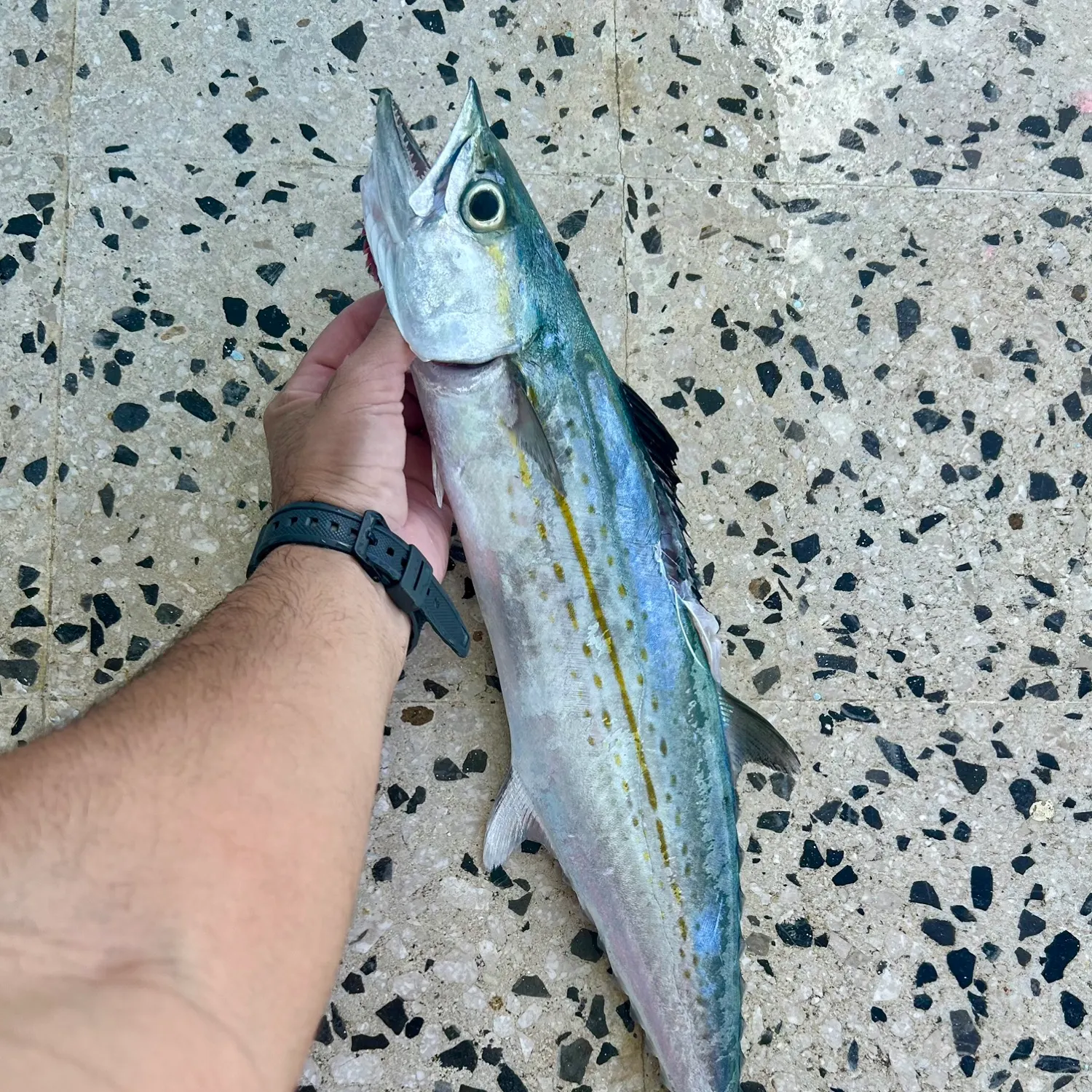 The most recent Cero mackerel catches on Fishbrain