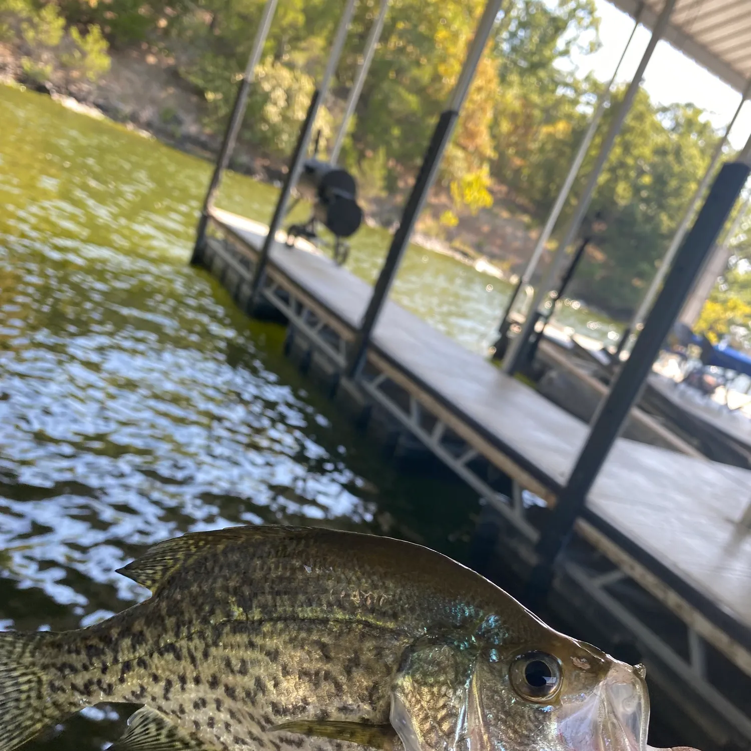 Black crappie caught on Fishbrain