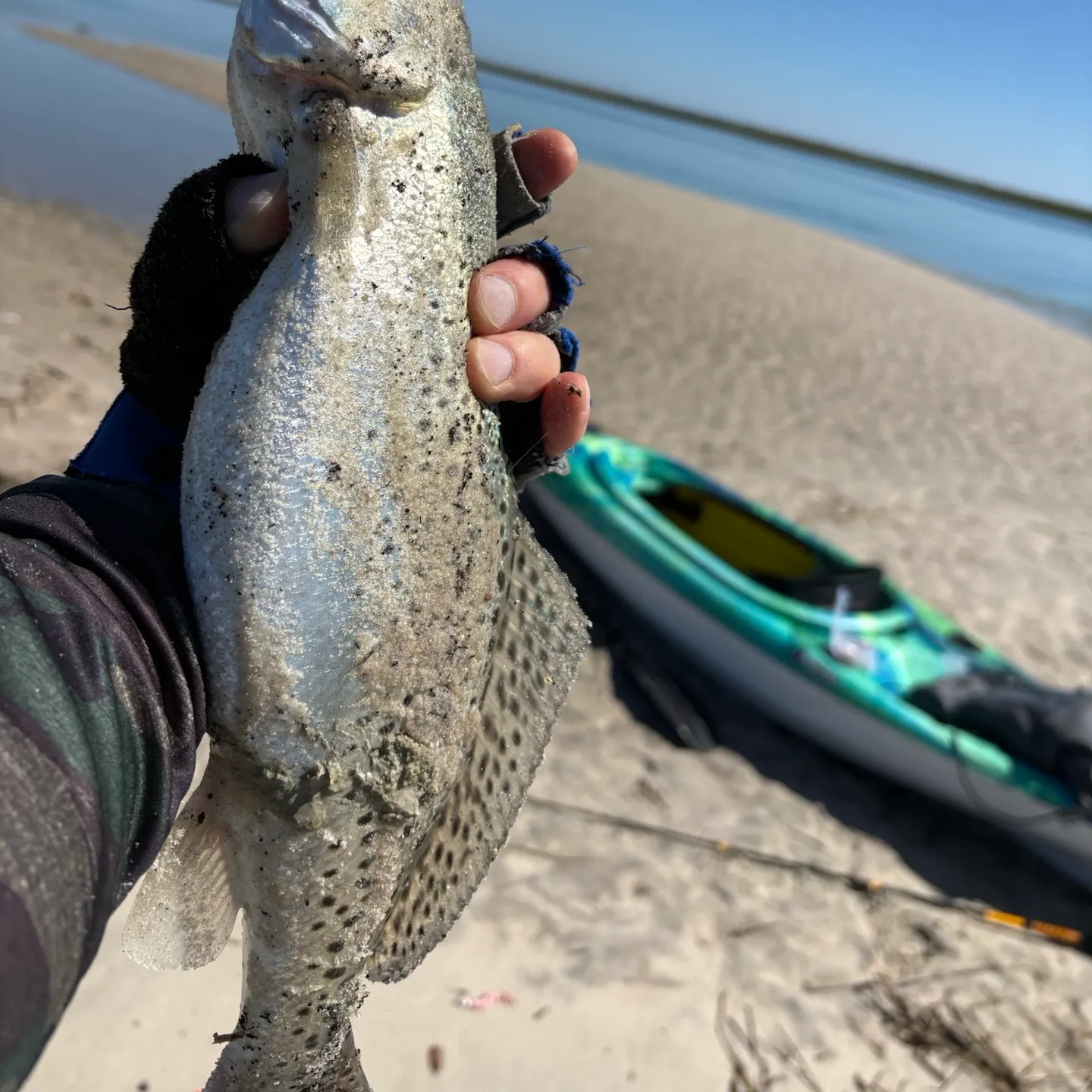 Spotted seatrout caught on Fishbrain