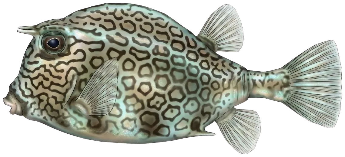 Honeycomb cowfish