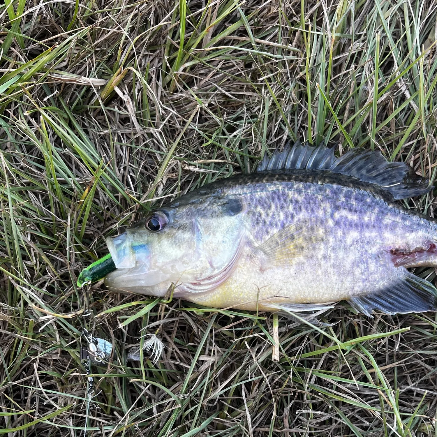 Warmouth caught on Fishbrain