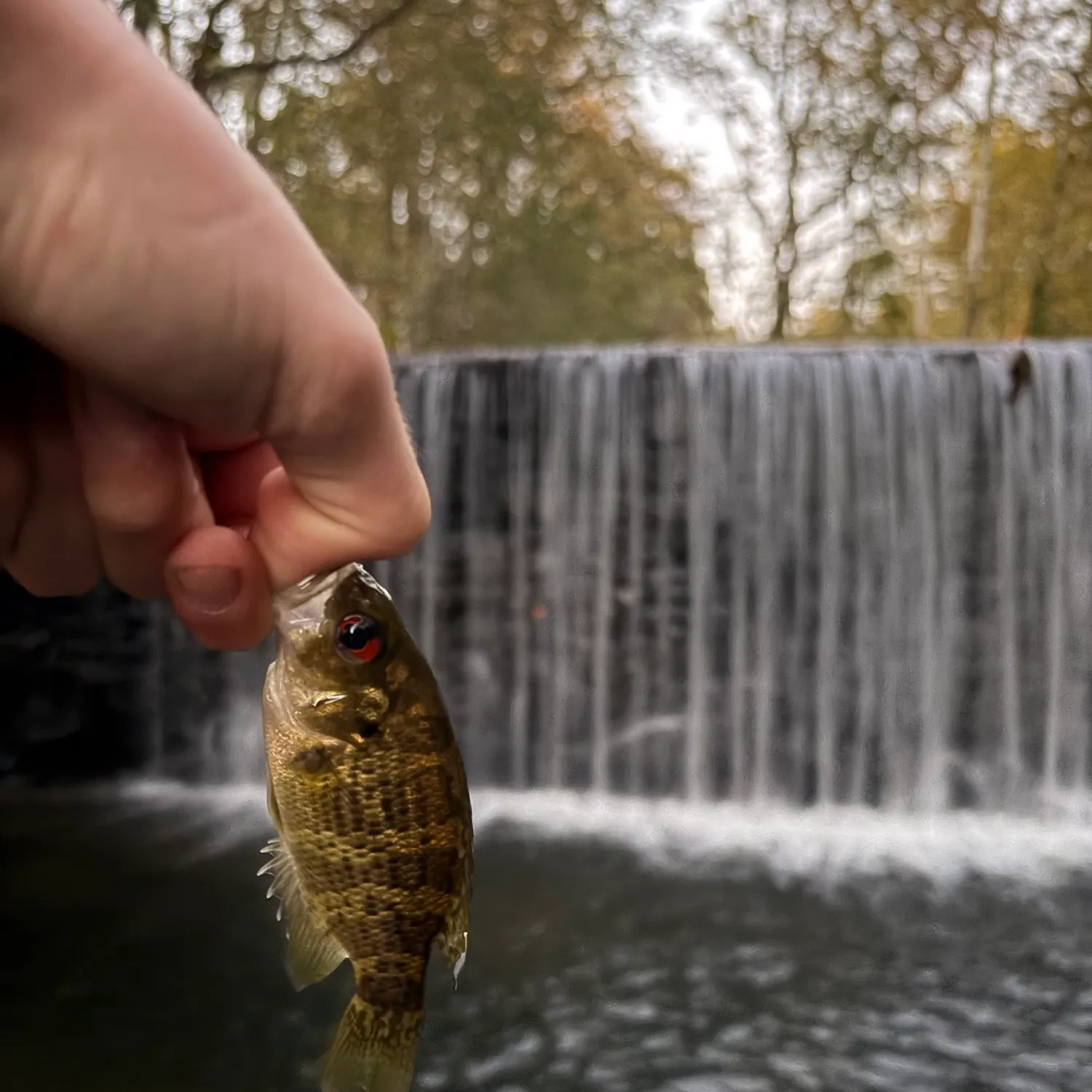 Rock bass caught on Fishbrain