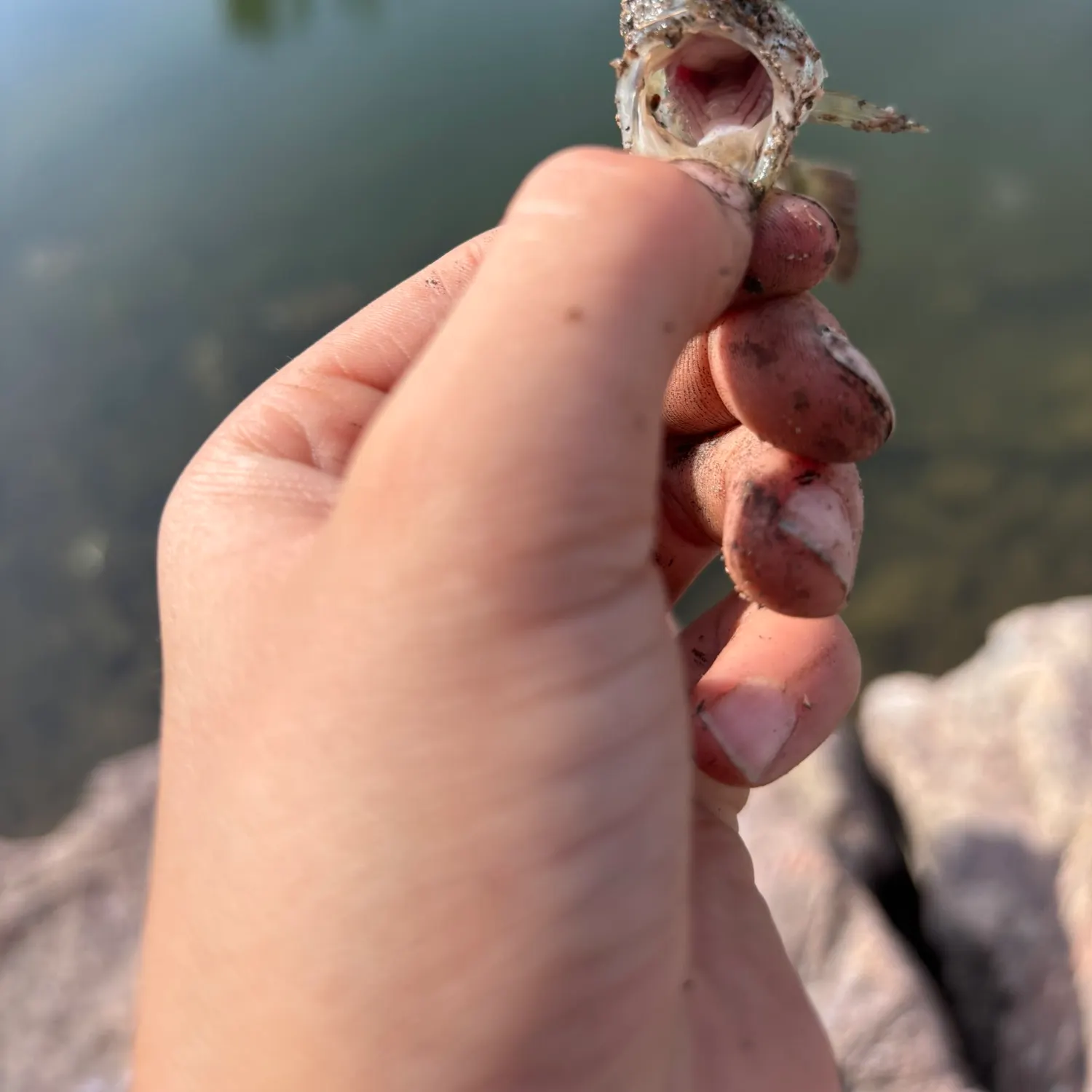 Fish caught on Fishbrain