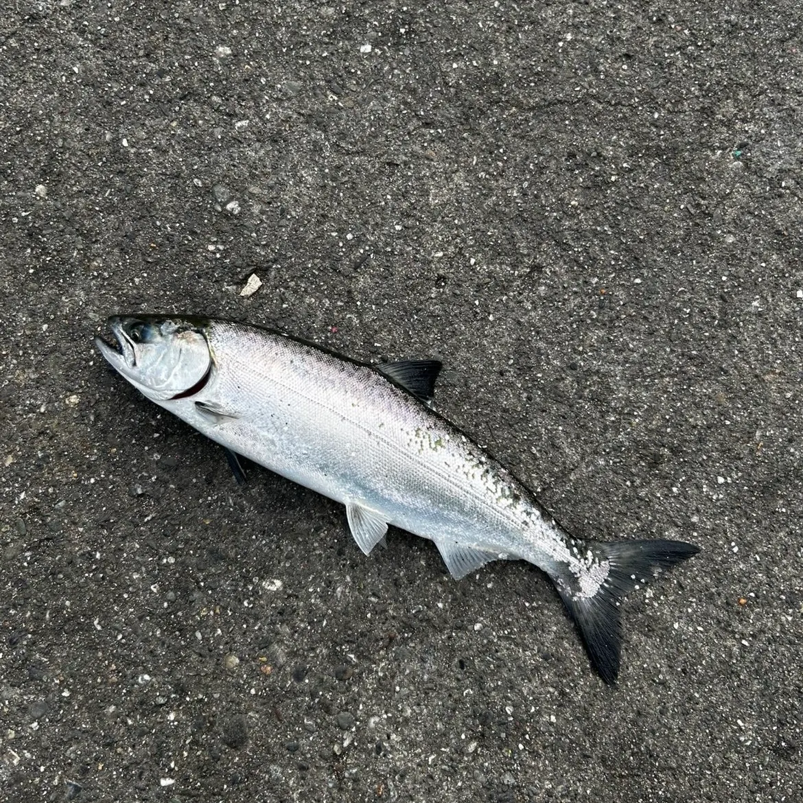 Chinook salmon caught on Fishbrain