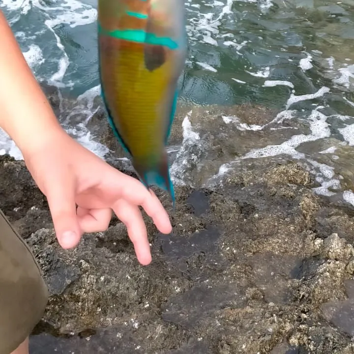 The most recent Ornate wrasse catches on Fishbrain